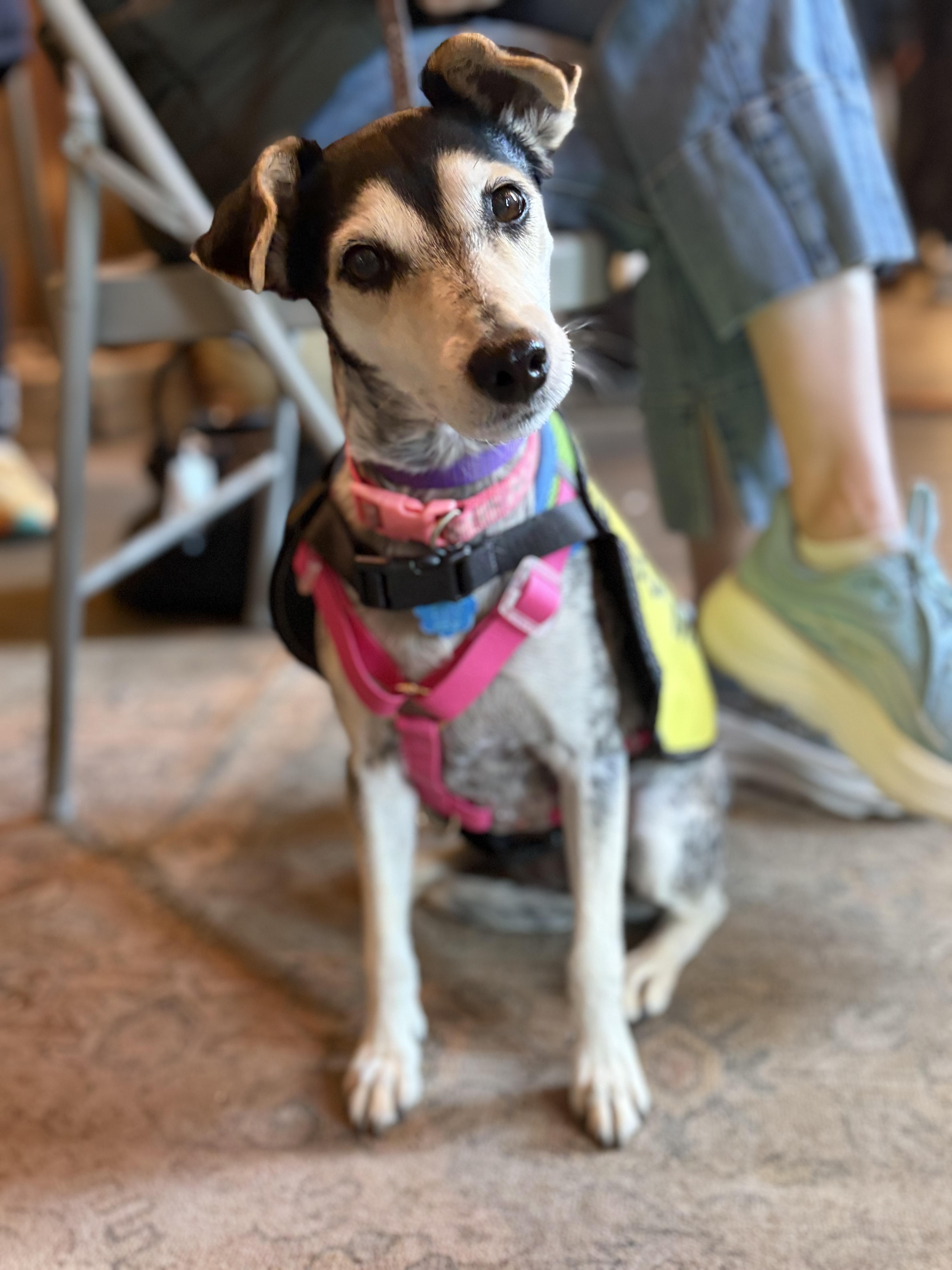 Enlarge Cindy, an adopted mixed breed in New York, NY image 5/6