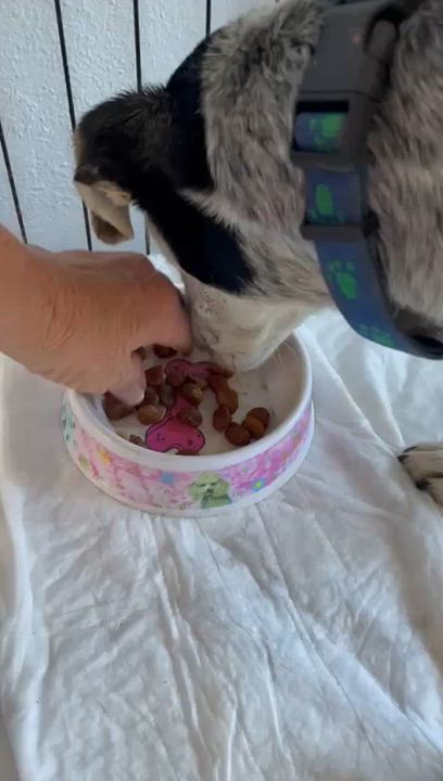 Enlarge Cindy, an adopted mixed breed in New York, NY video 6/6