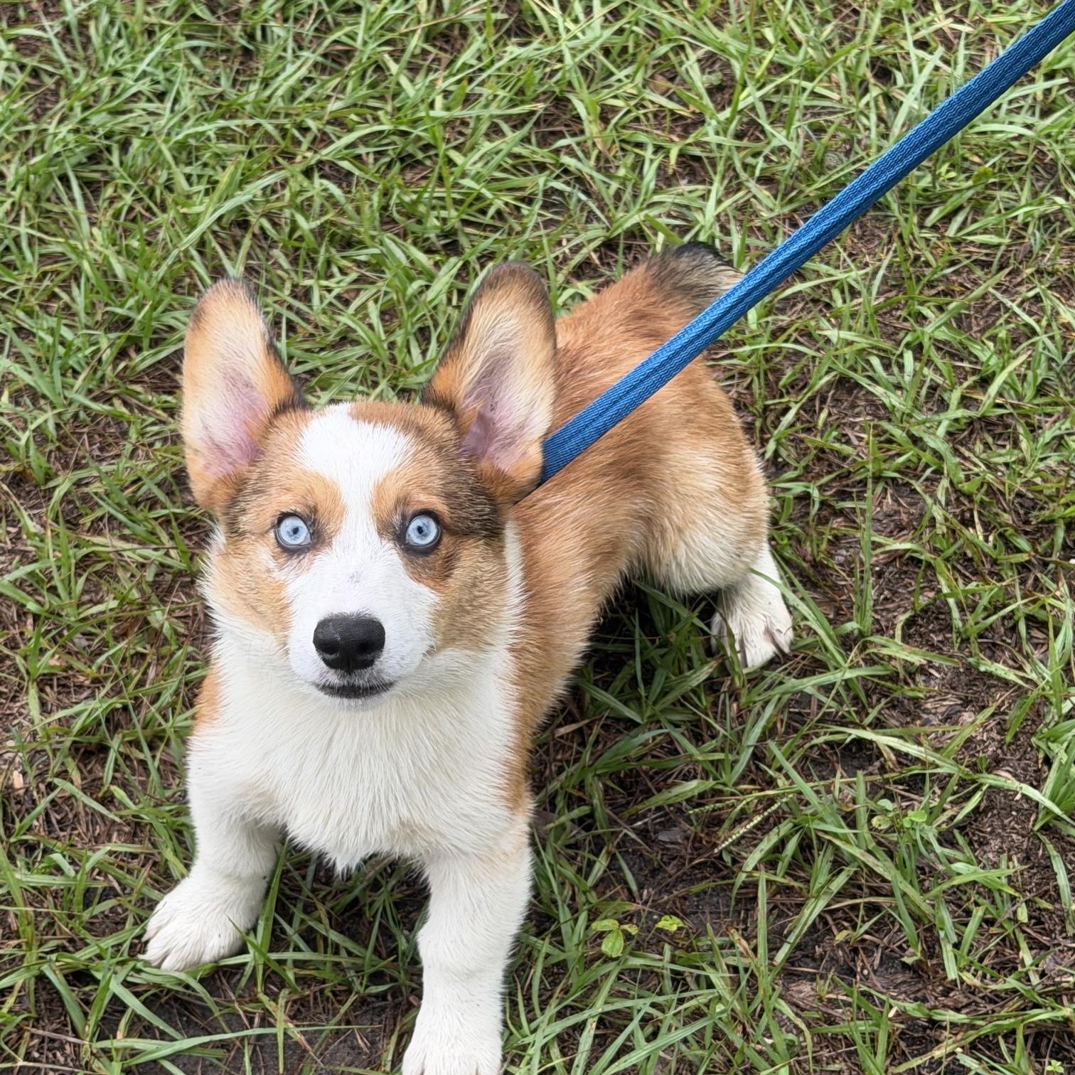 Enlarge Archie, a Adoptable Corgi in Orlando, FL image 3/5