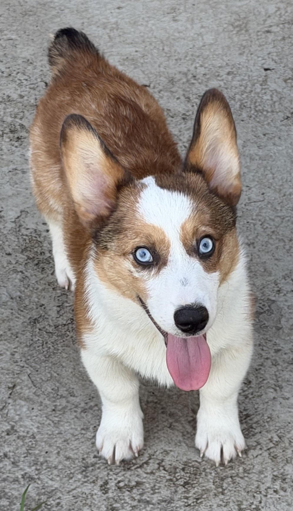 Enlarge Archie, a Adoptable Corgi in Orlando, FL image 2/5