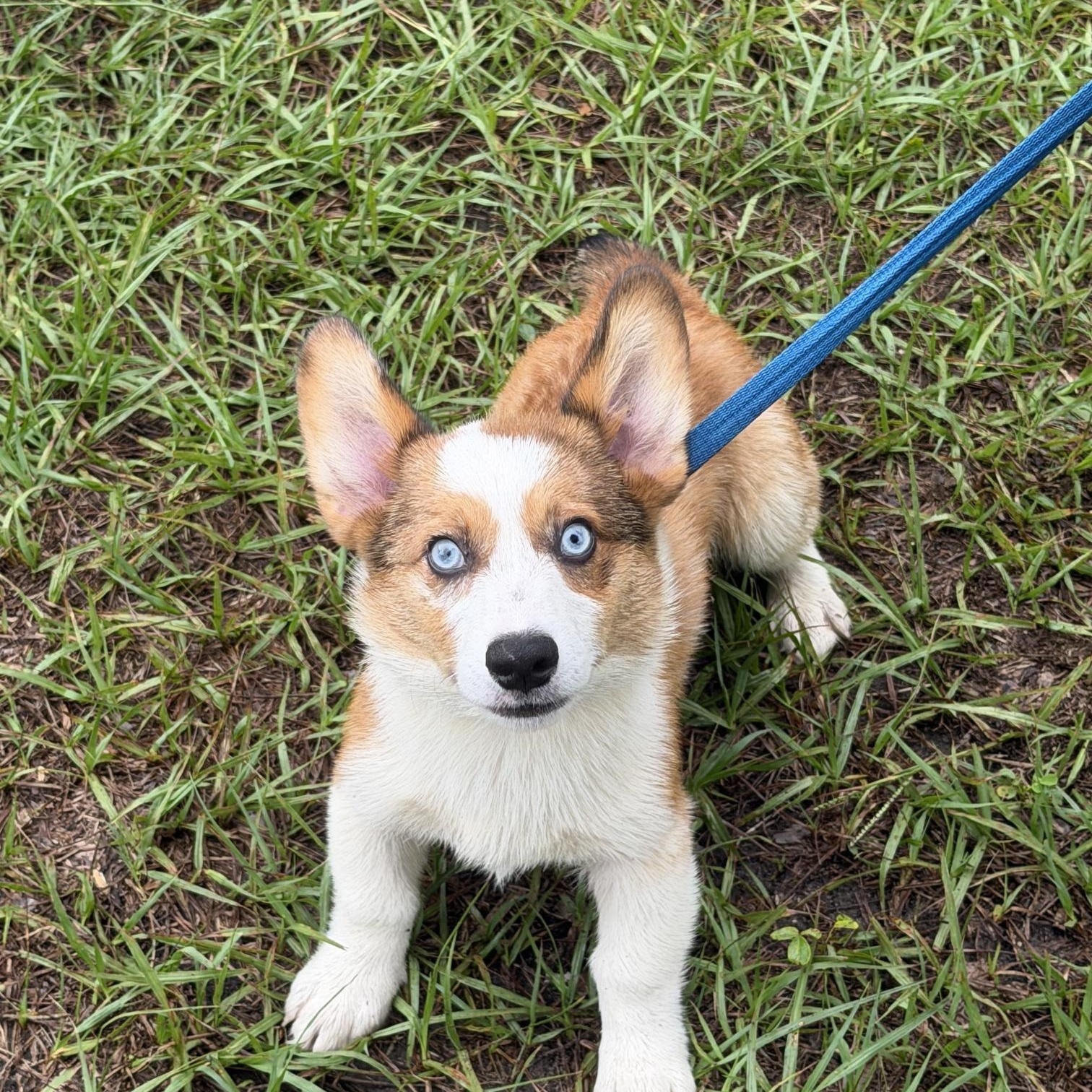 Enlarge Archie, a Adoptable Corgi in Orlando, FL image 4/5