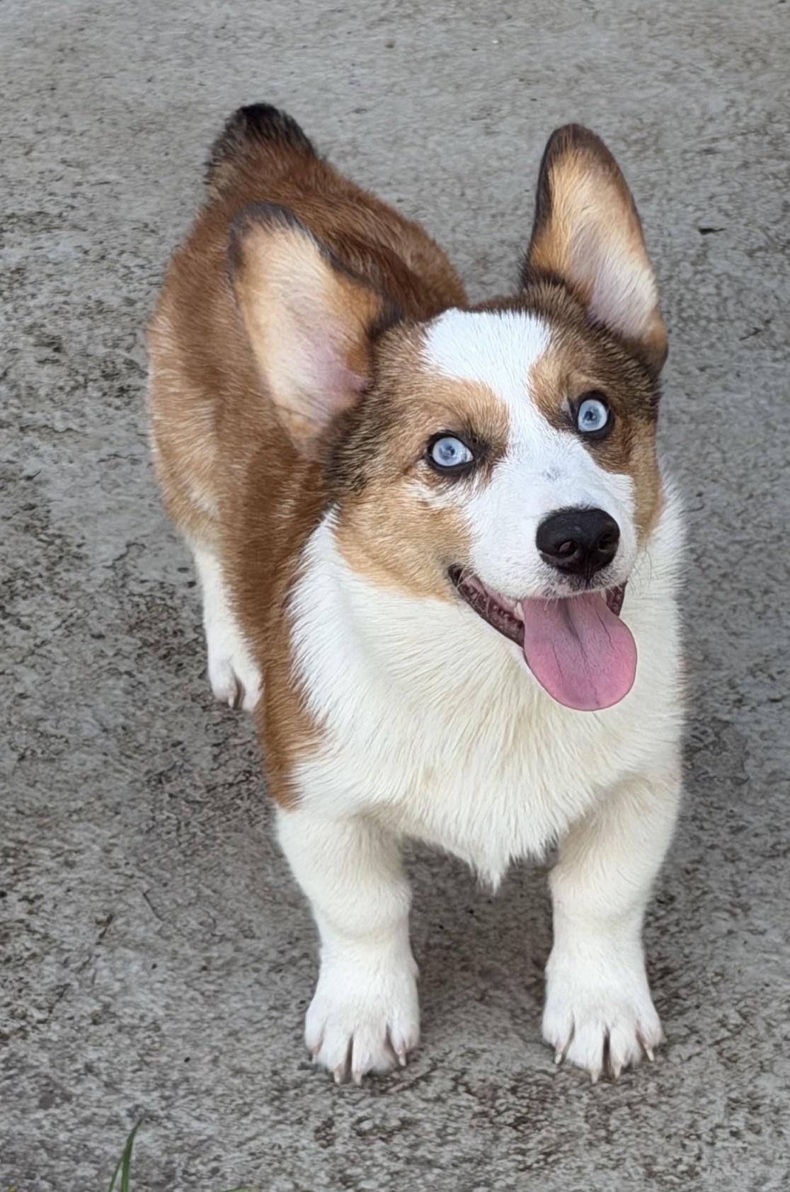 Enlarge Archie, a Adoptable Corgi in Orlando, FL image 1/5