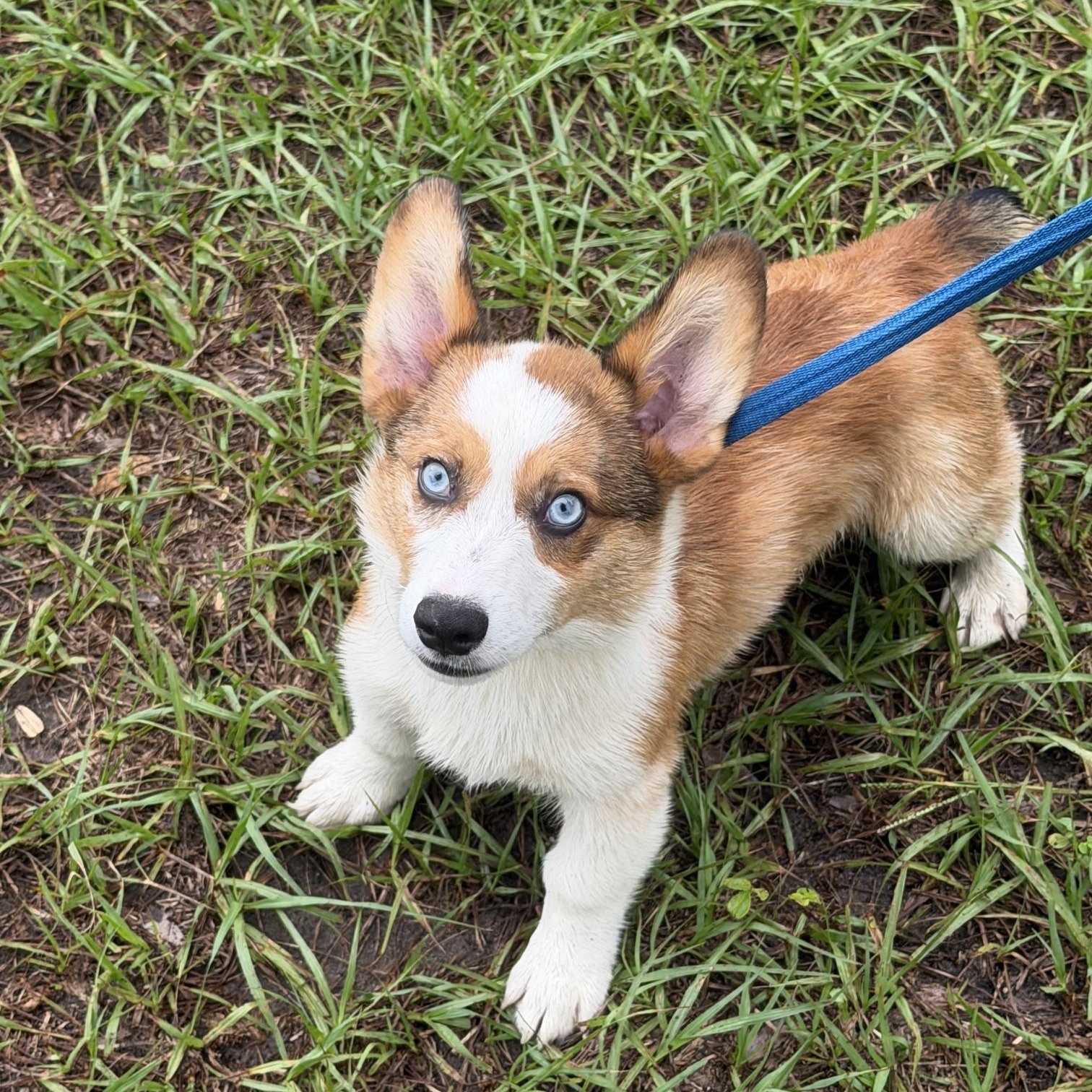 Enlarge Archie, a Adoptable Corgi in Orlando, FL image 5/5