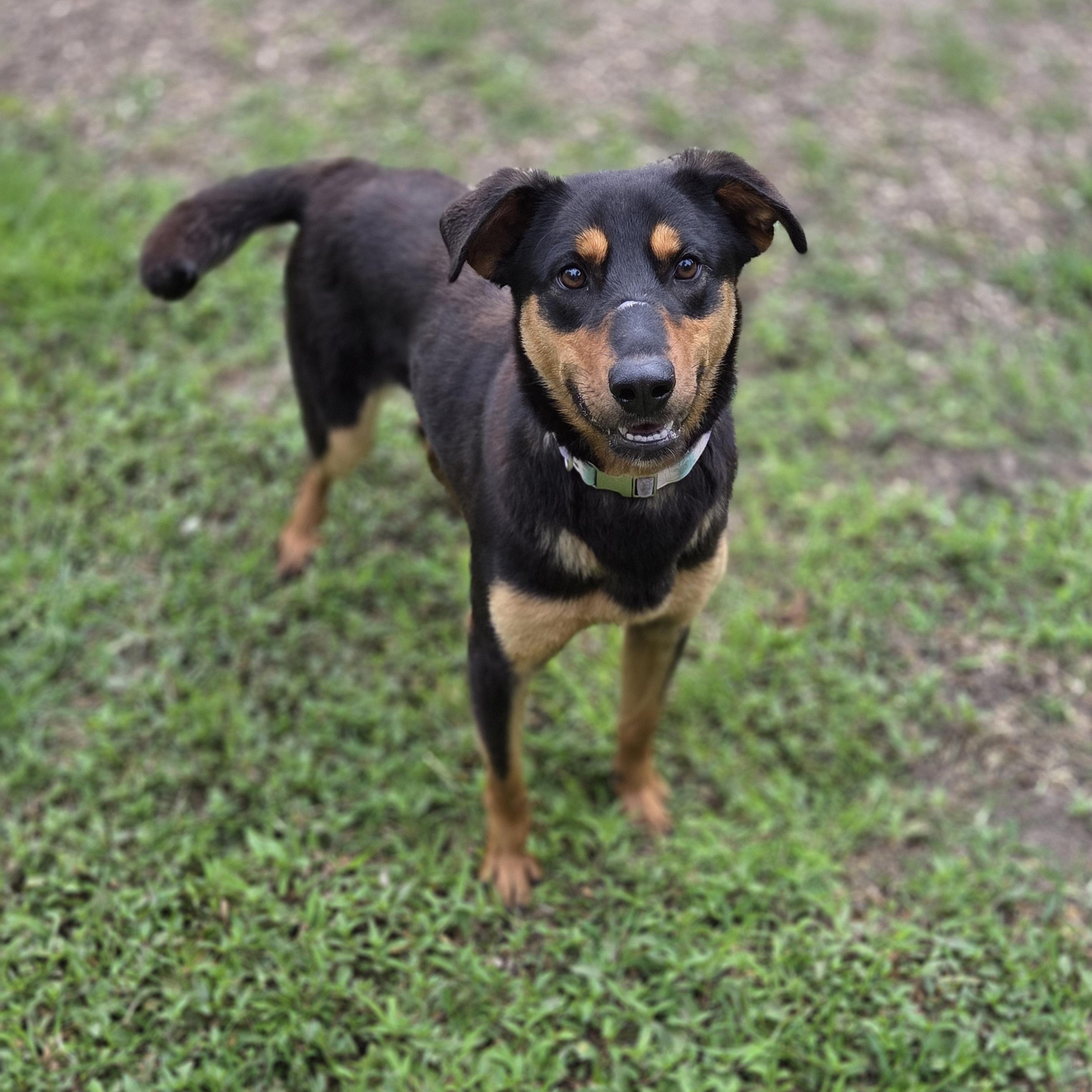 Enlarge Cups, a Adoptable mixed breed in Madison, MS image 1/1