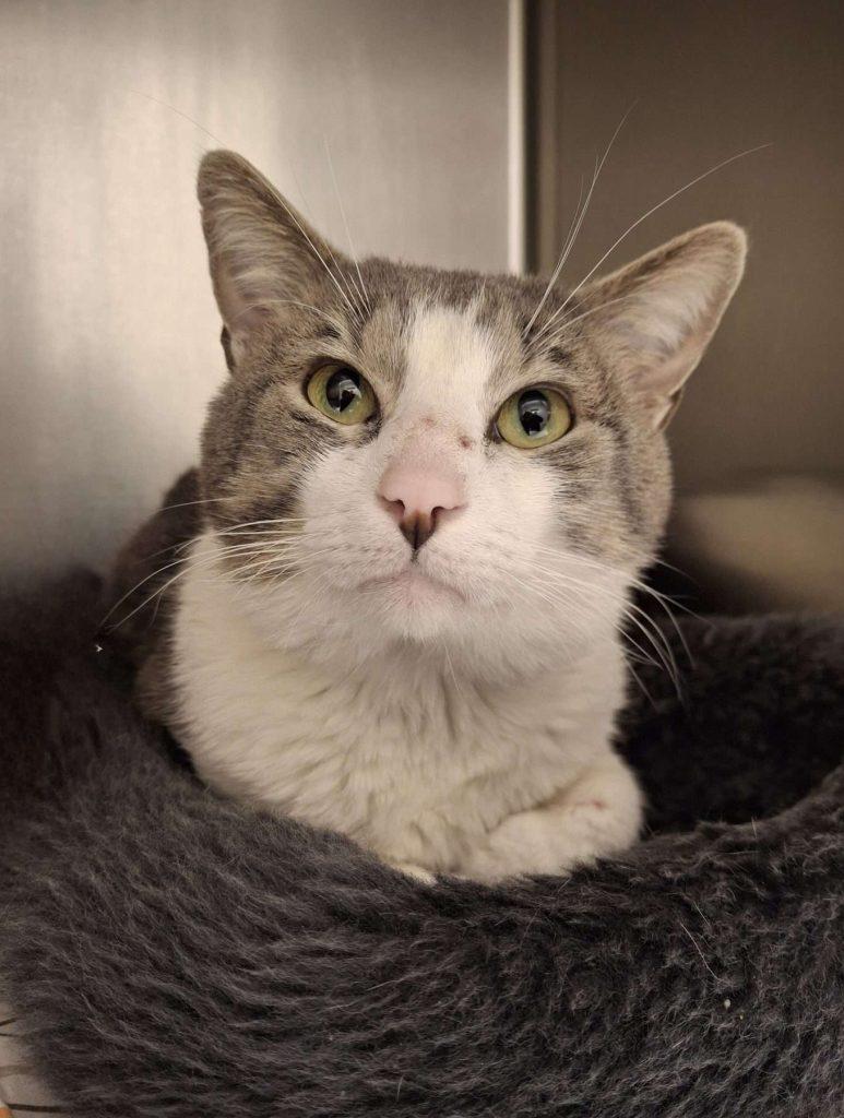 MONET, a ADOPTABLE Domestic Short Hair in Ironwood, MI image 2/2
