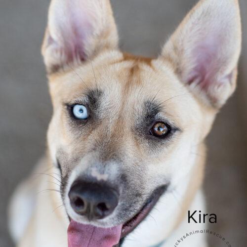 Kira, Adoptable, Young Female Siberian Husky.