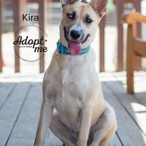Kira, a Adoptable Siberian Husky in Bakersfield, CA image 2/5