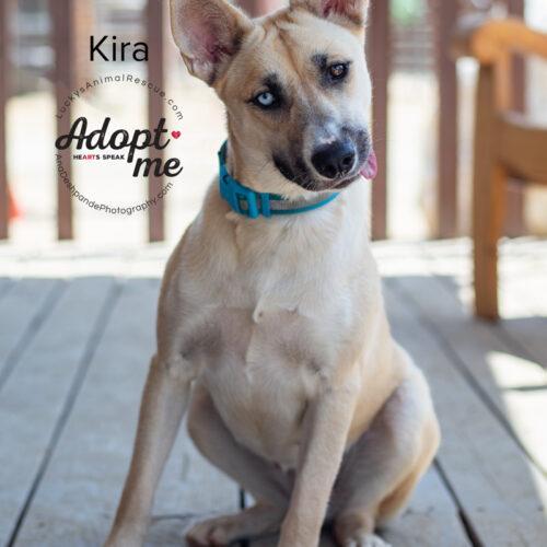 Kira, a Adoptable Siberian Husky in Bakersfield, CA image 3/5