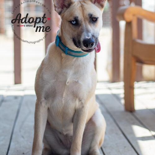 Kira, a Adoptable Siberian Husky in Bakersfield, CA image 4/5