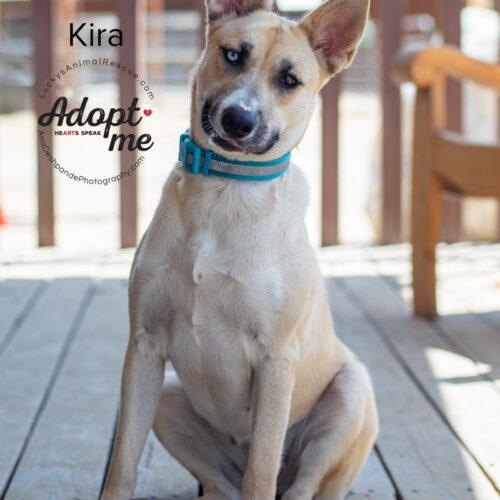 Kira, a Adoptable Siberian Husky in Bakersfield, CA image 5/5