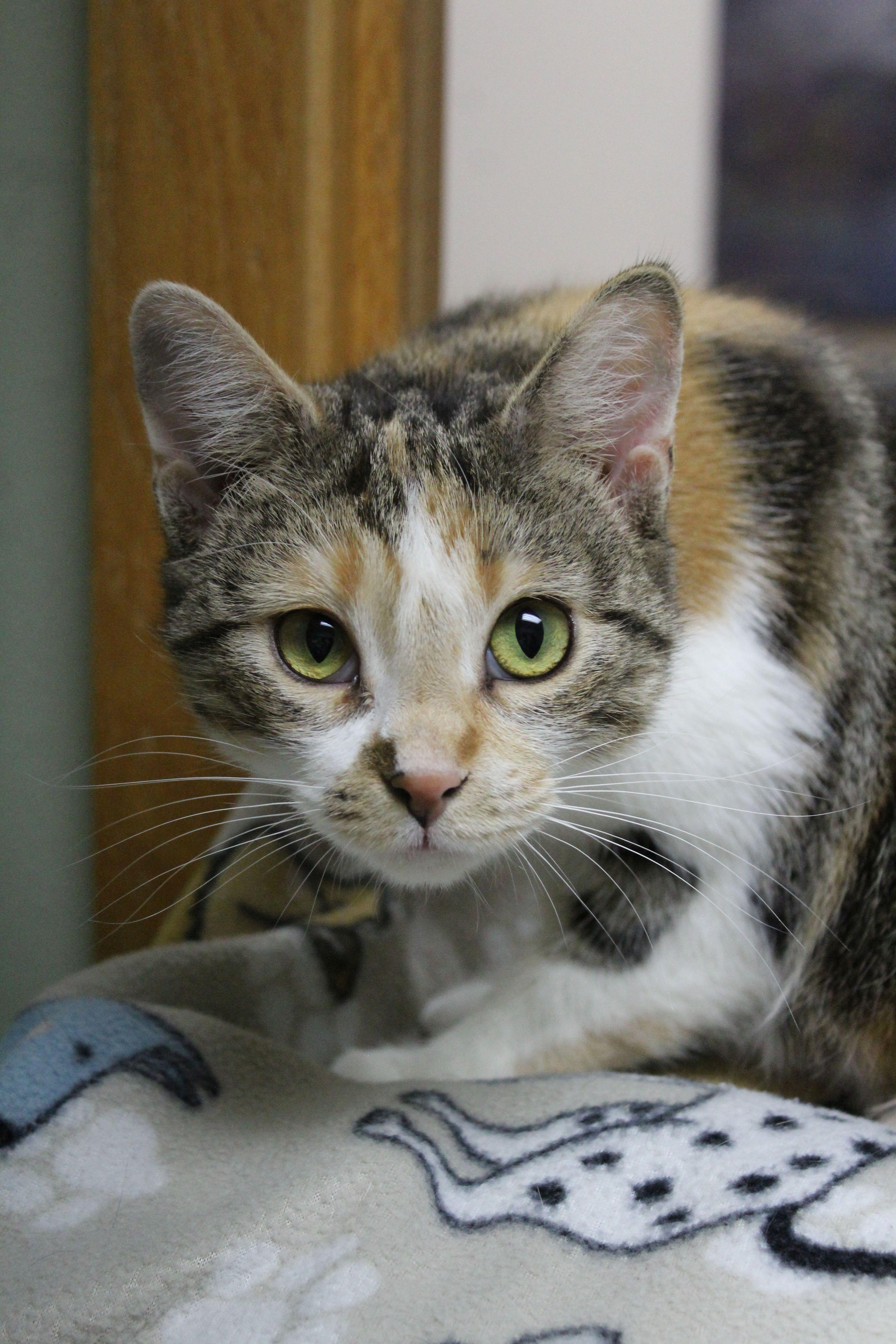 Glam, Adoptable, Adult Female Torbie.