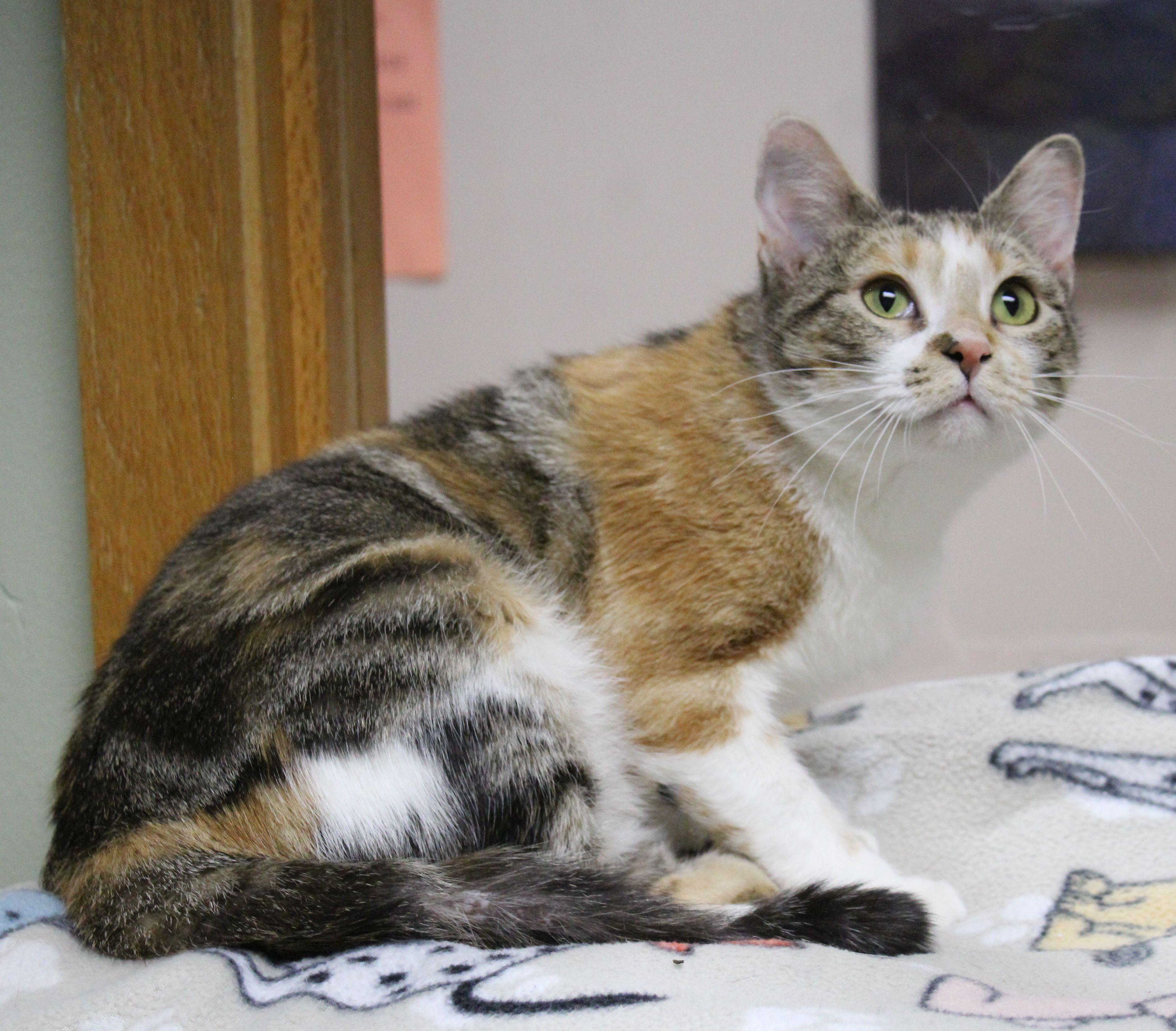 Glam, a Adoptable Torbie in Portage, WI image 2/5