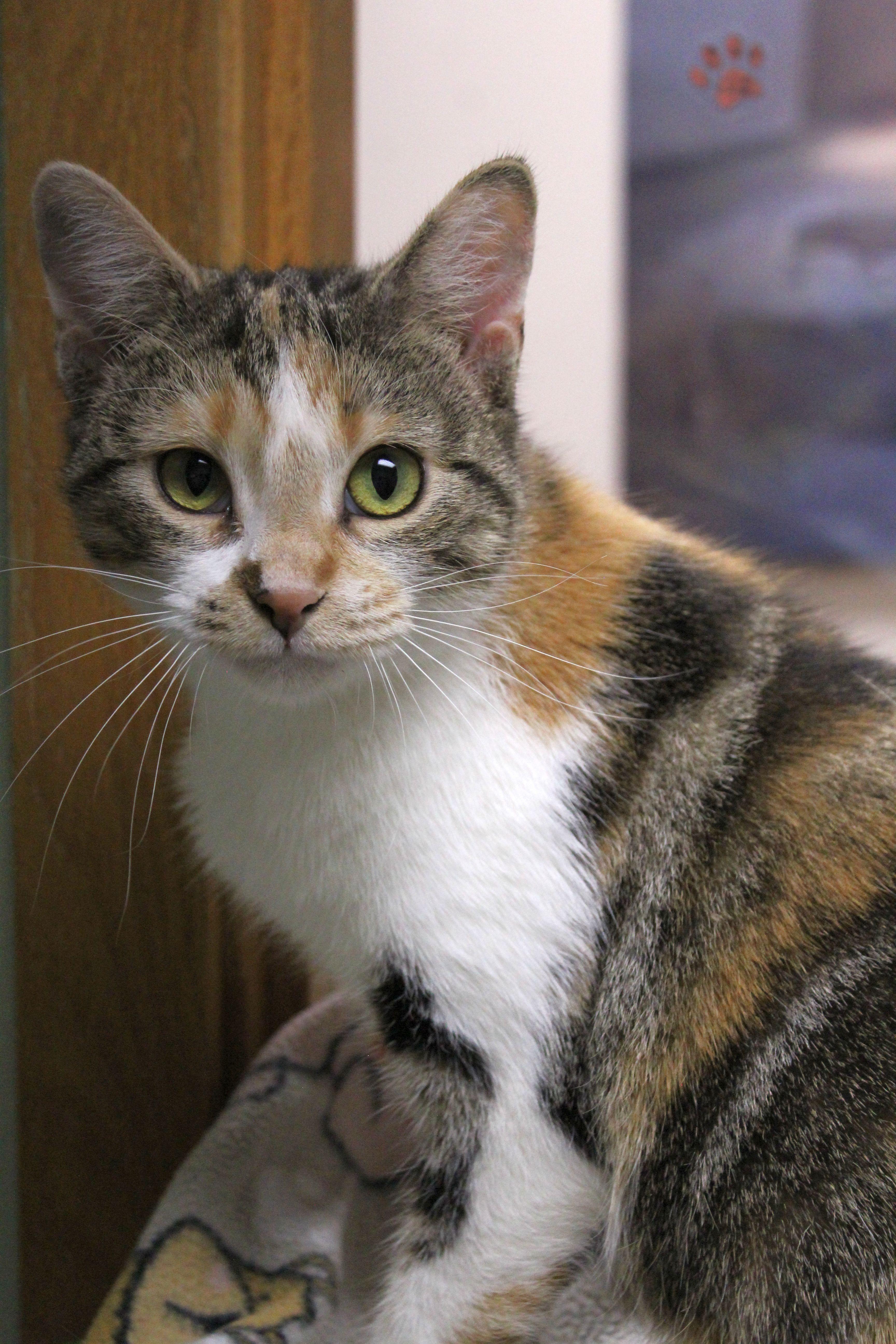 Glam, a Adoptable Torbie in Portage, WI image 3/5