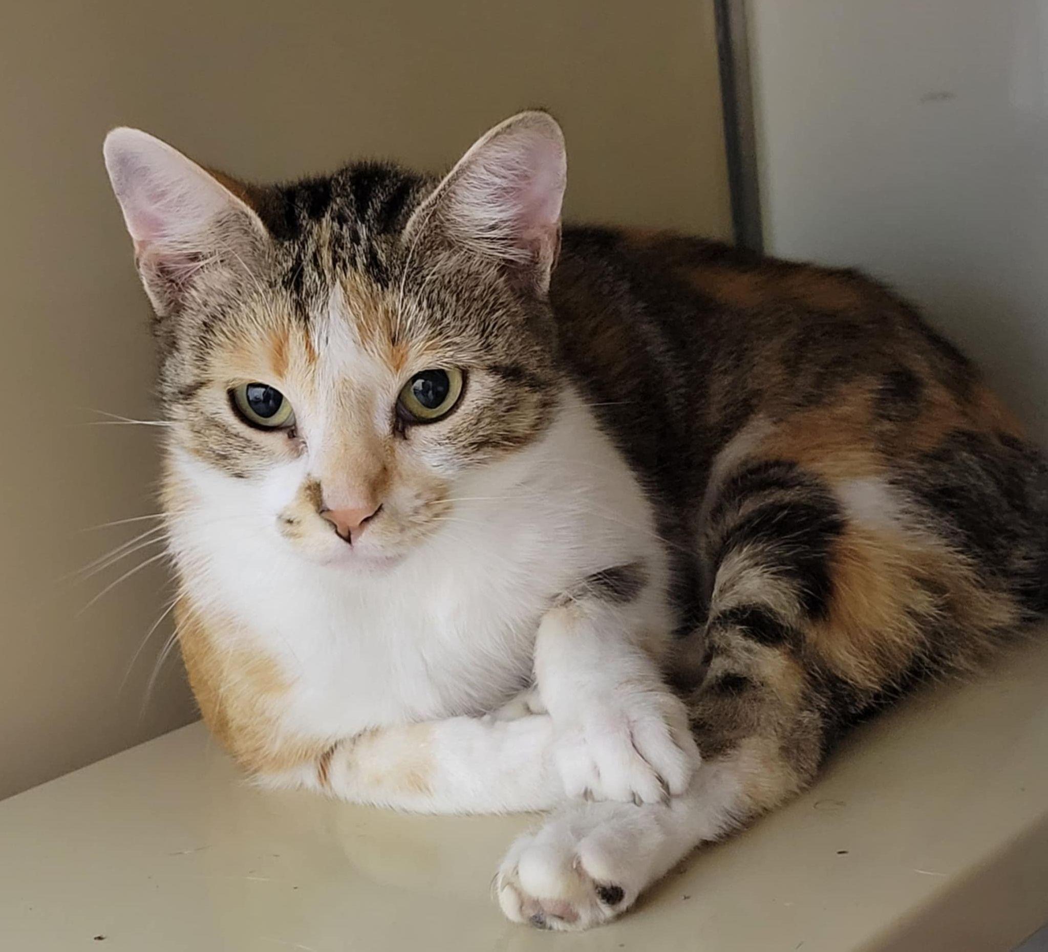 Glam, a Adoptable Torbie in Portage, WI image 4/5