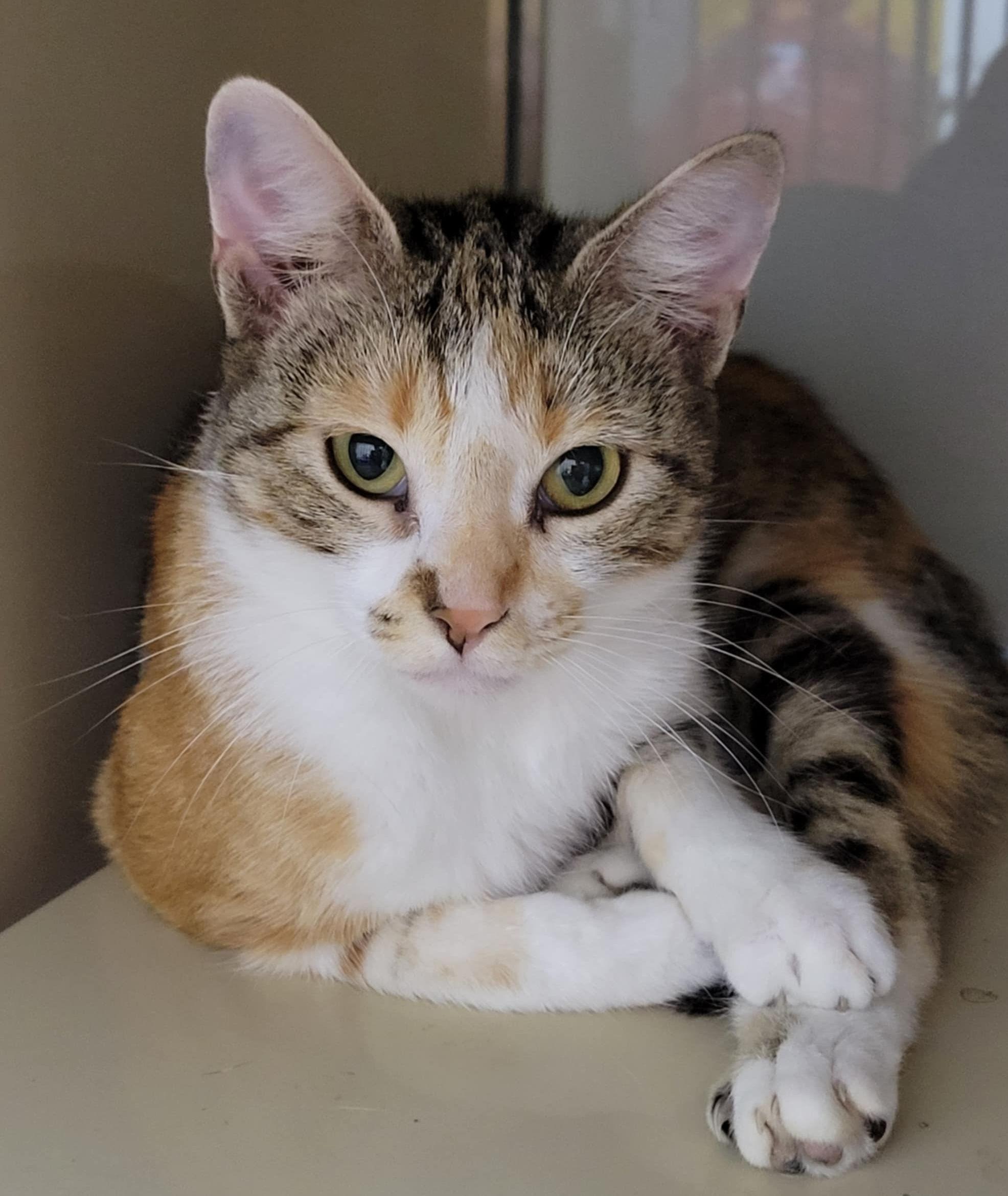 Glam, a Adoptable Torbie in Portage, WI image 5/5