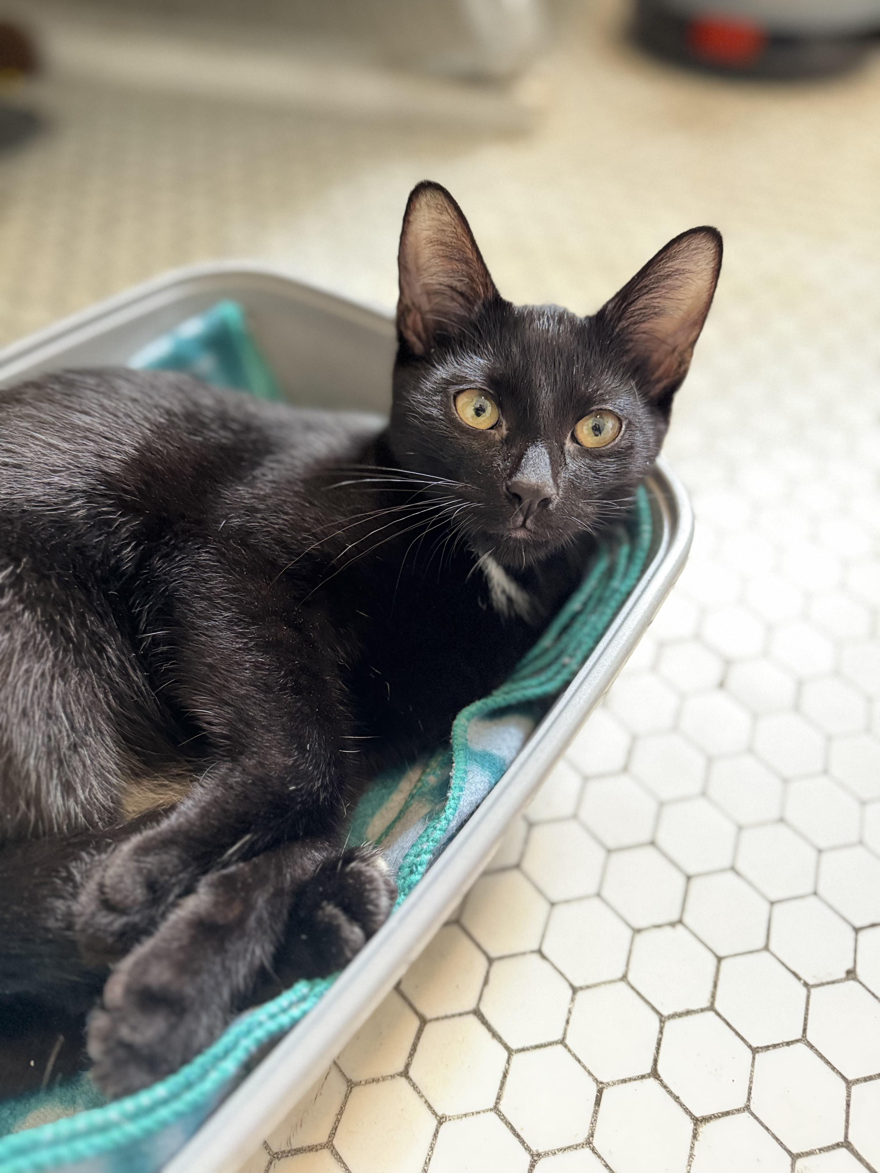 Enlarge Nico, a Adoptable American Shorthair in New Haven, CT image 3/4