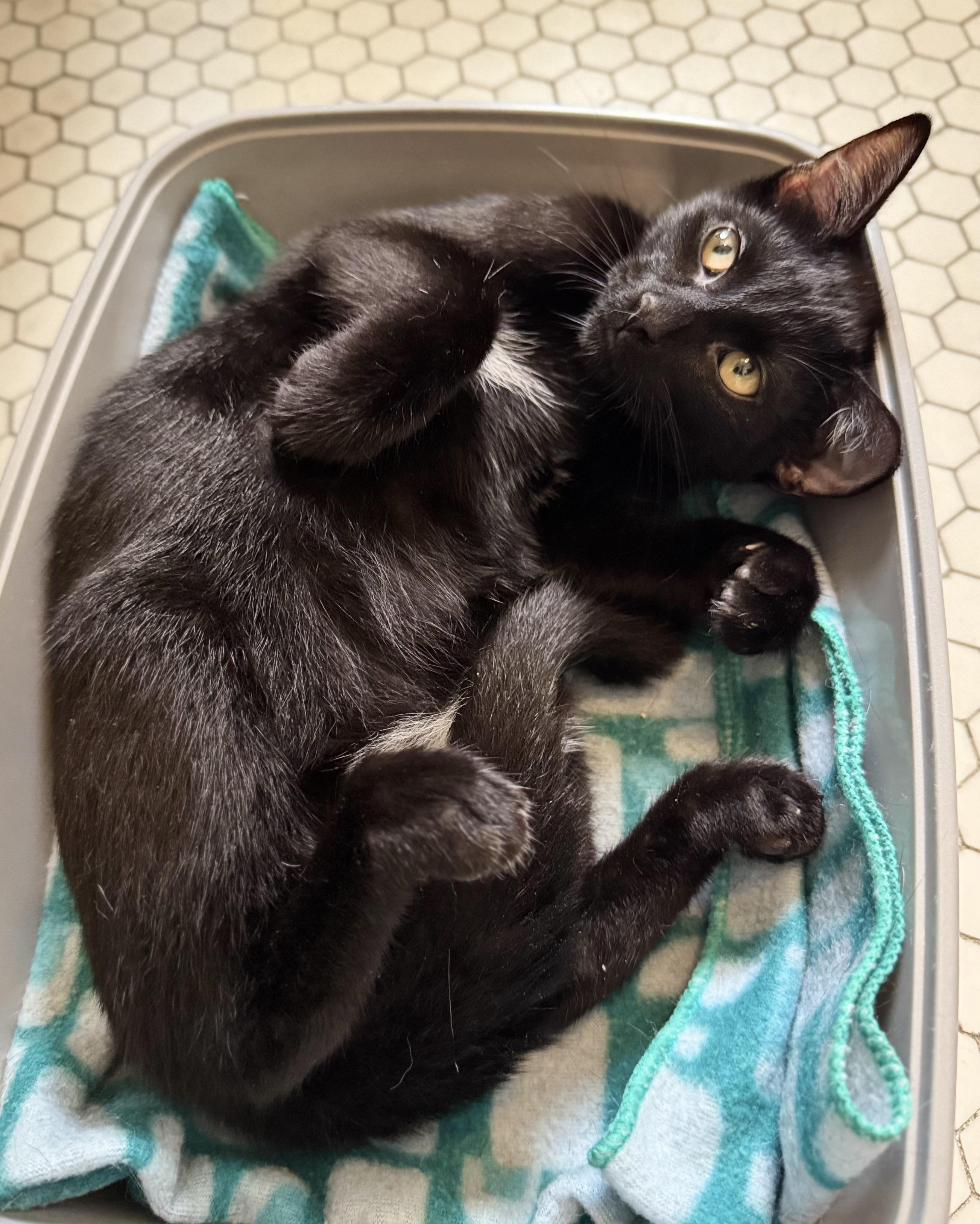 Enlarge Nico, a Adoptable American Shorthair in New Haven, CT image 2/4