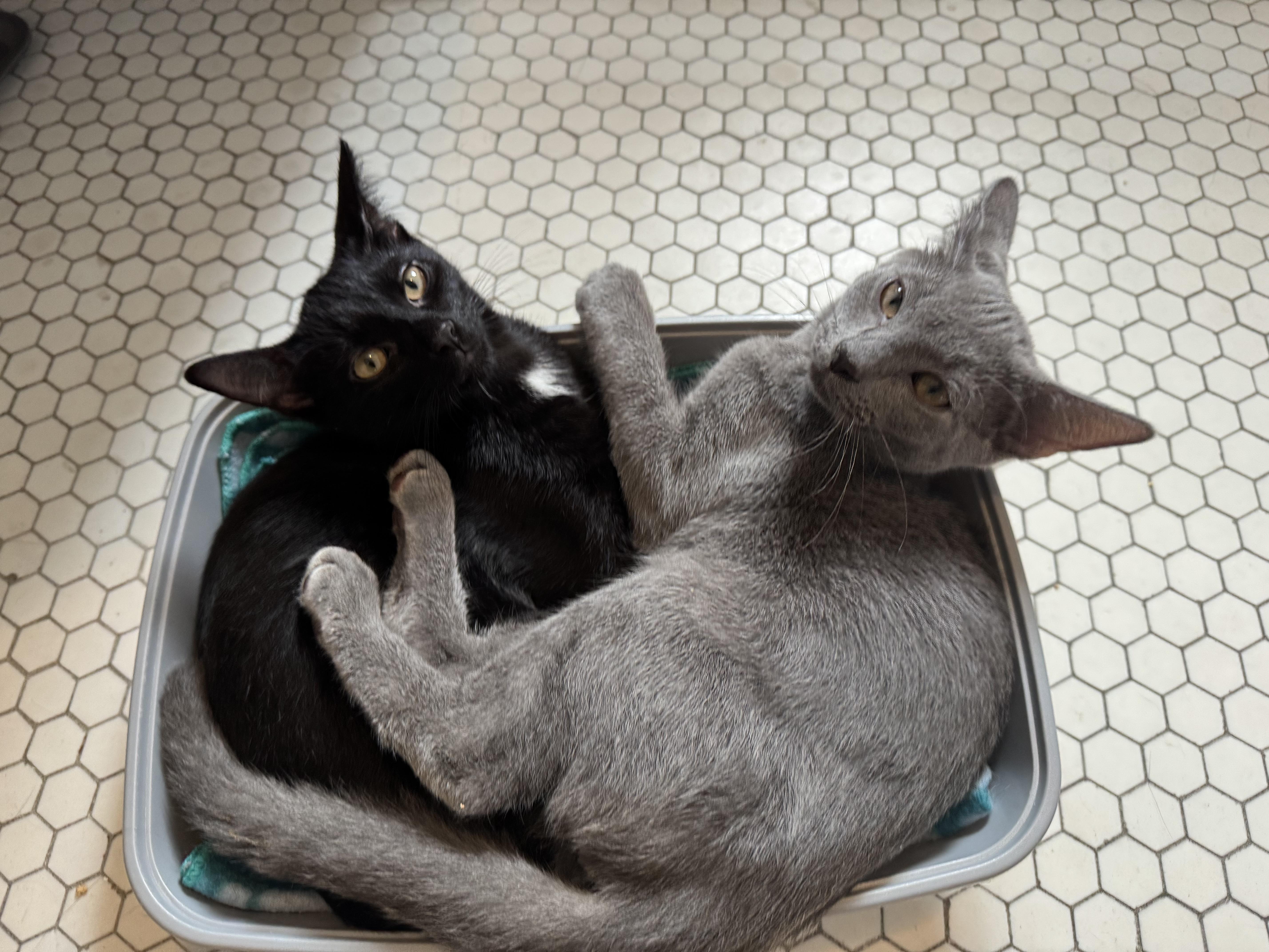 Enlarge Nico, a Adoptable American Shorthair in New Haven, CT image 4/4