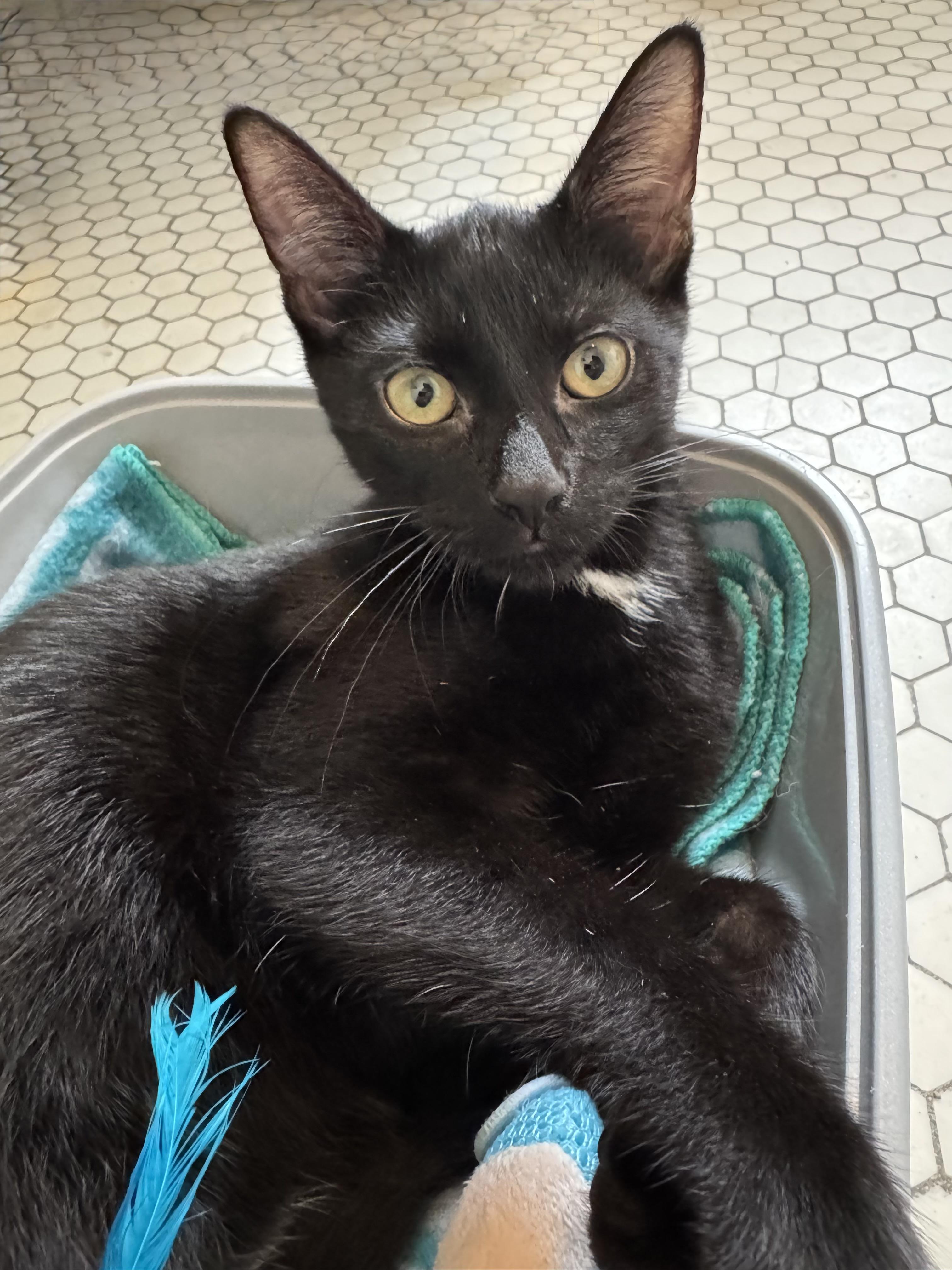 Nico, Adoptable, Young Male American Shorthair.