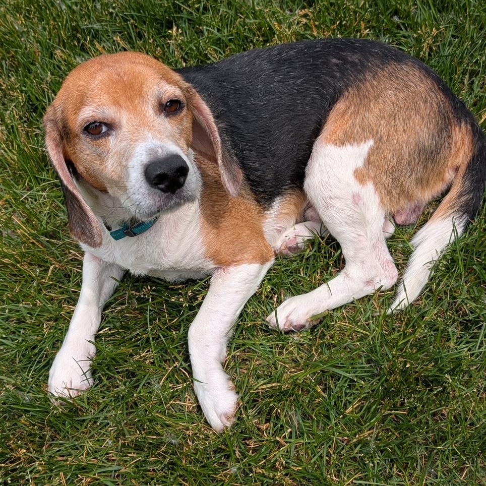 Jasper *(Adoption Pending)