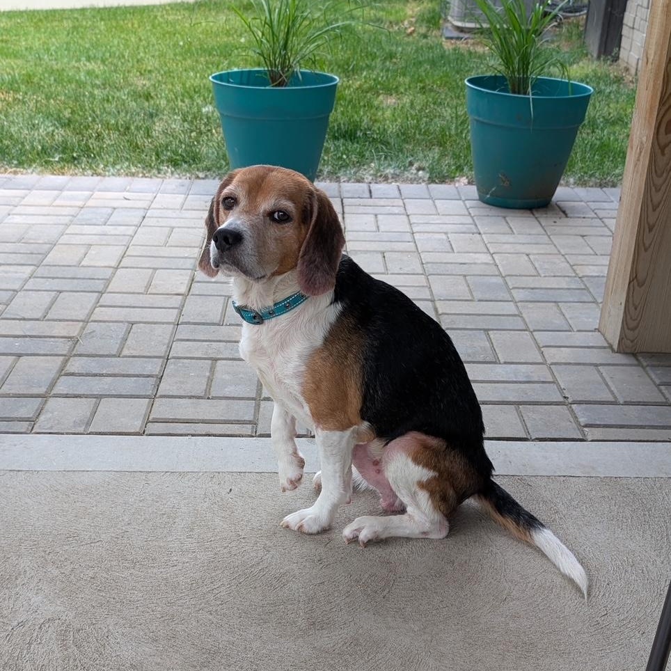Jasper *(Adoption Pending)