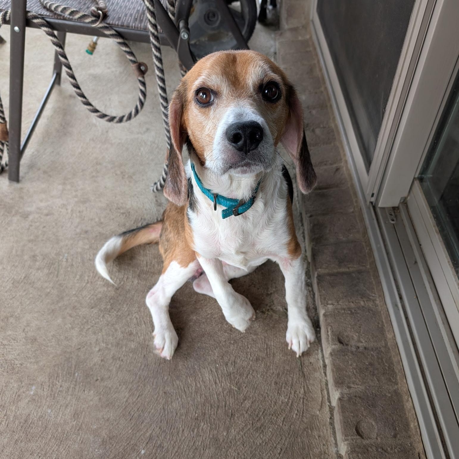 Jasper *(Adoption Pending)