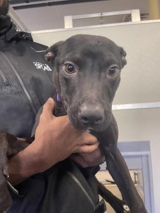 Rockie, Adoptable, Puppy Female Mixed Breed & Mixed Breed.