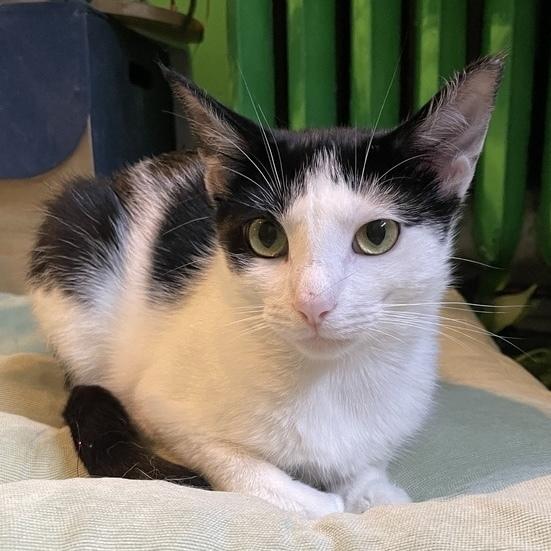 S'more, a Adoptable Domestic Short Hair in Chicago, IL image 1/6