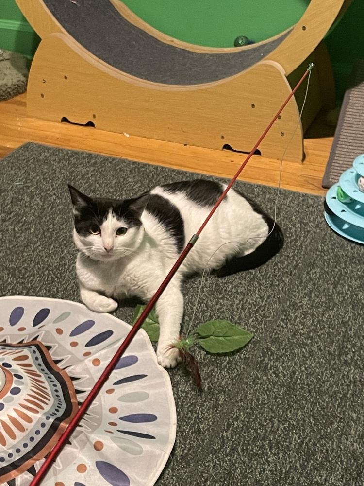 S'more, a Adoptable Domestic Short Hair in Chicago, IL image 4/6