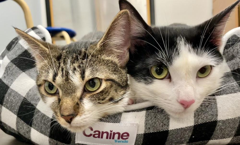 S'more, a Adoptable Domestic Short Hair in Chicago, IL image 5/6