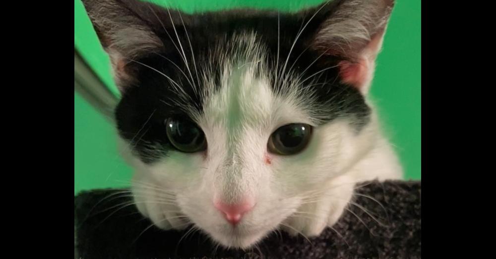 S'more, a Adoptable Domestic Short Hair in Chicago, IL image 6/6