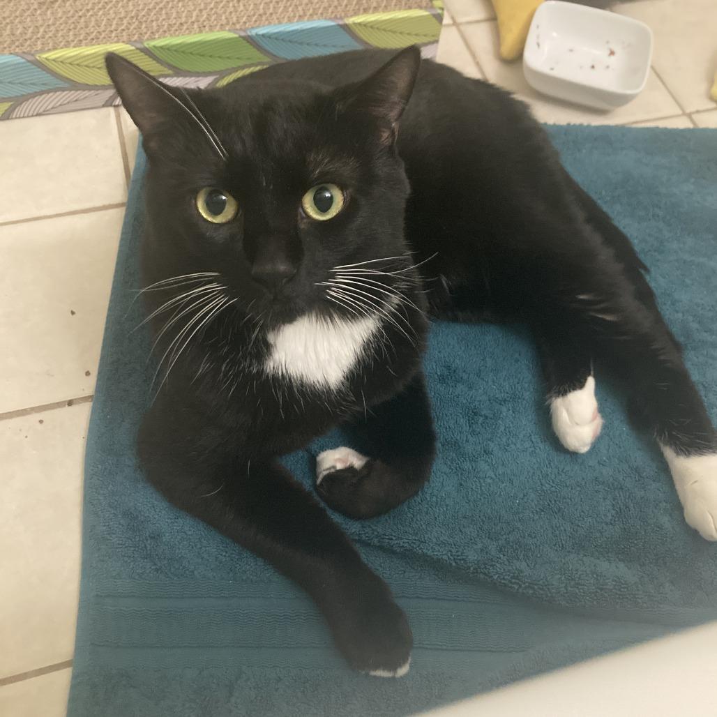 Catson, Adoptable, Adult Male Domestic Short Hair.