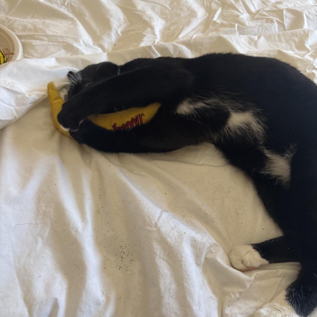 Enlarge Catson, a Adoptable Domestic Short Hair in Oakland, CA image 2/5