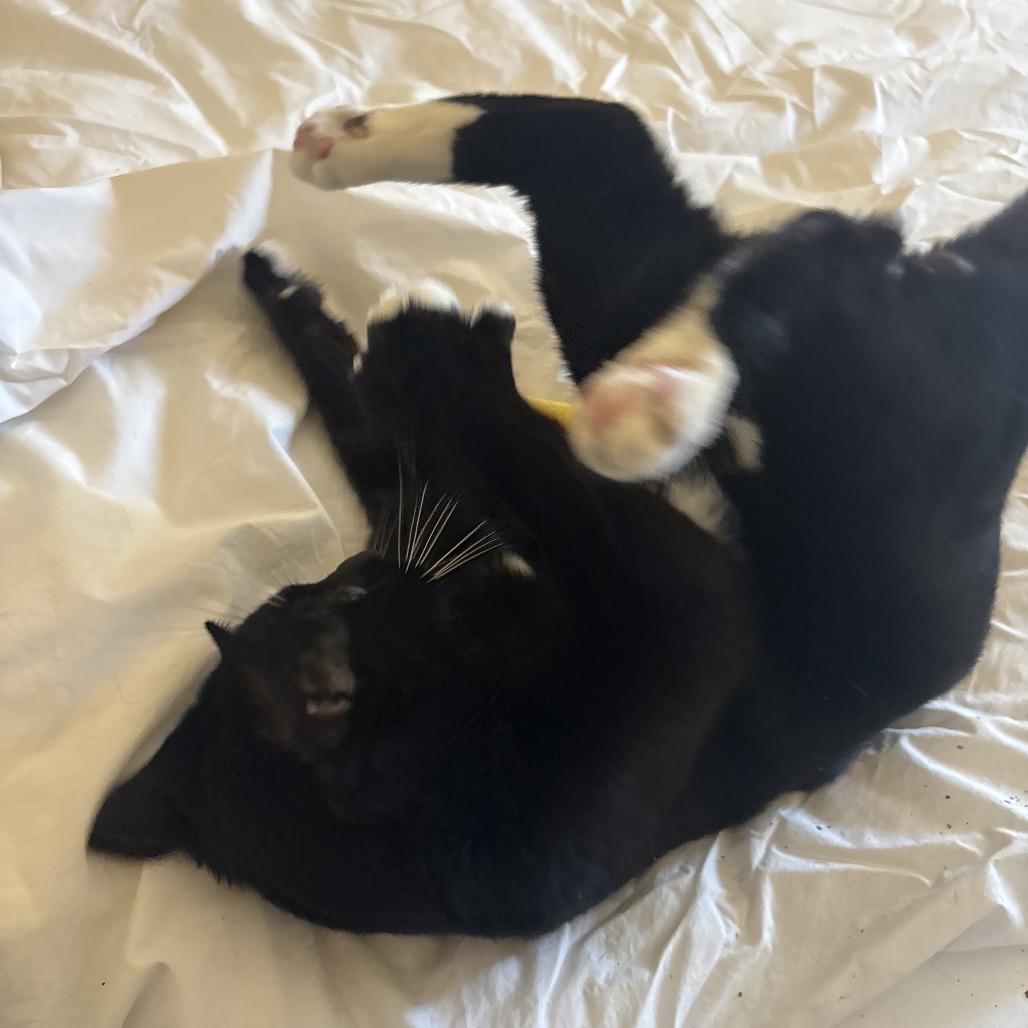 Enlarge Catson, a Adoptable Domestic Short Hair in Oakland, CA image 3/5