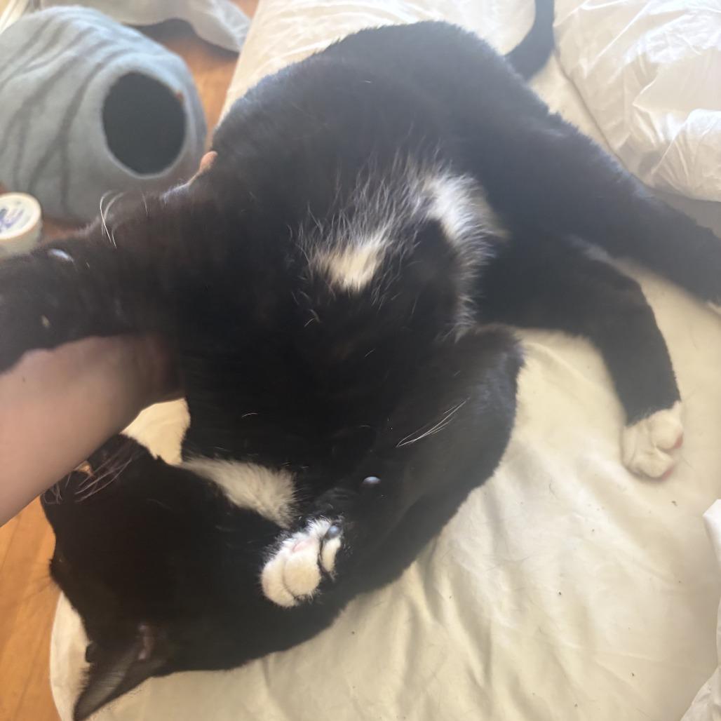 Enlarge Catson, a Adoptable Domestic Short Hair in Oakland, CA image 4/5