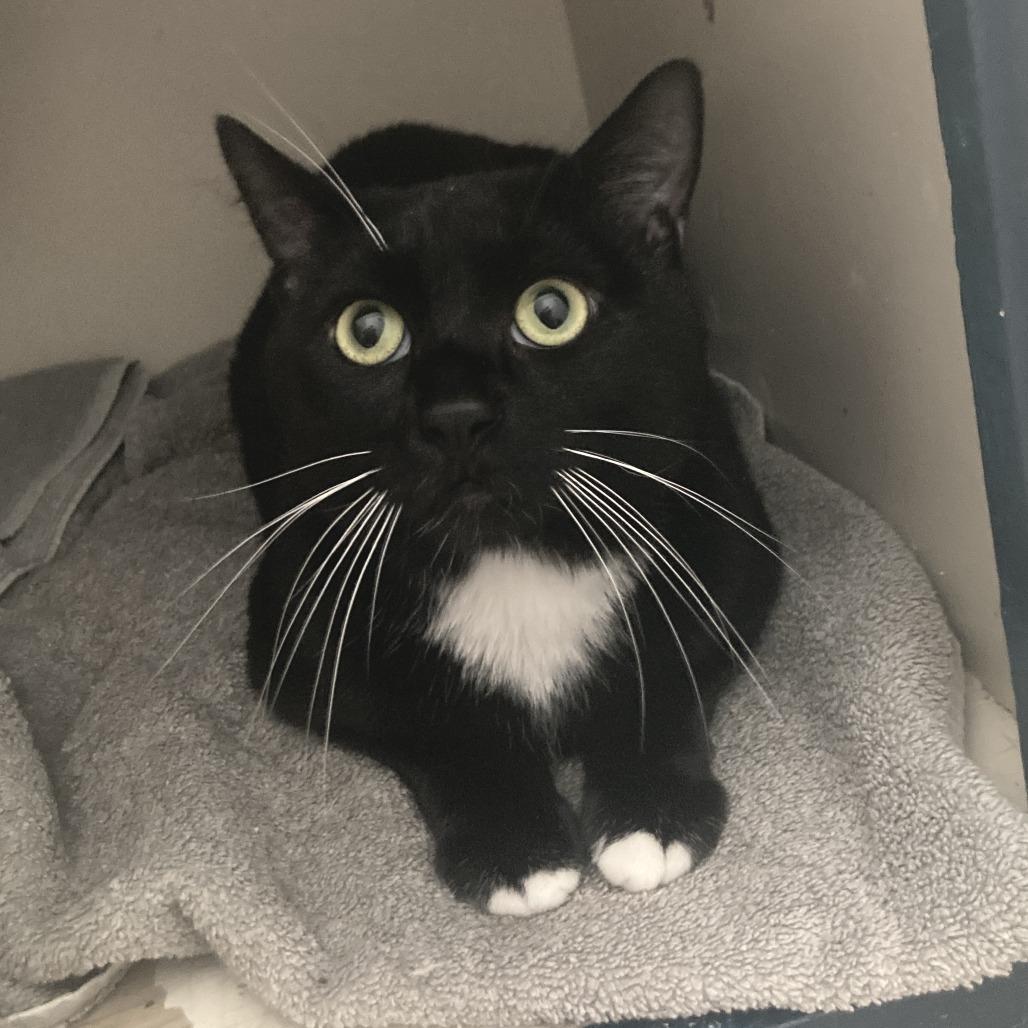 Enlarge Catson, a Adoptable Domestic Short Hair in Oakland, CA image 5/5