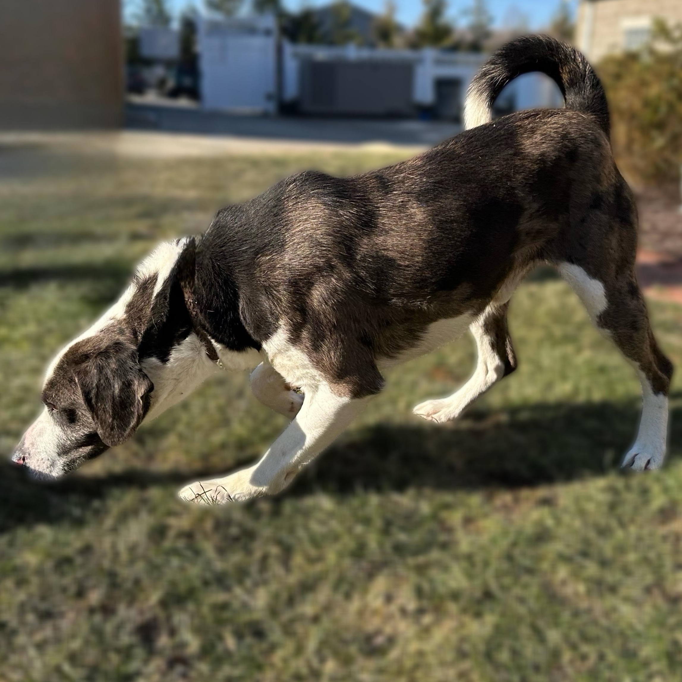 Enlarge Gerald, a Adoptable mixed breed in Latrobe, PA image 4/5