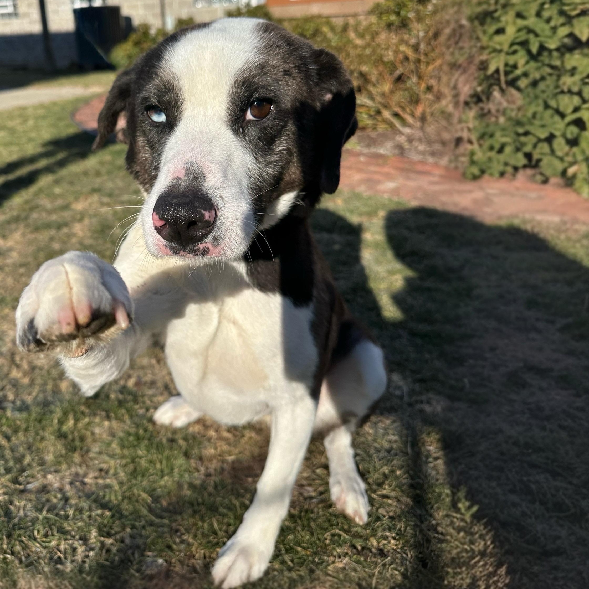 Enlarge Gerald, a Adoptable mixed breed in Latrobe, PA image 1/5