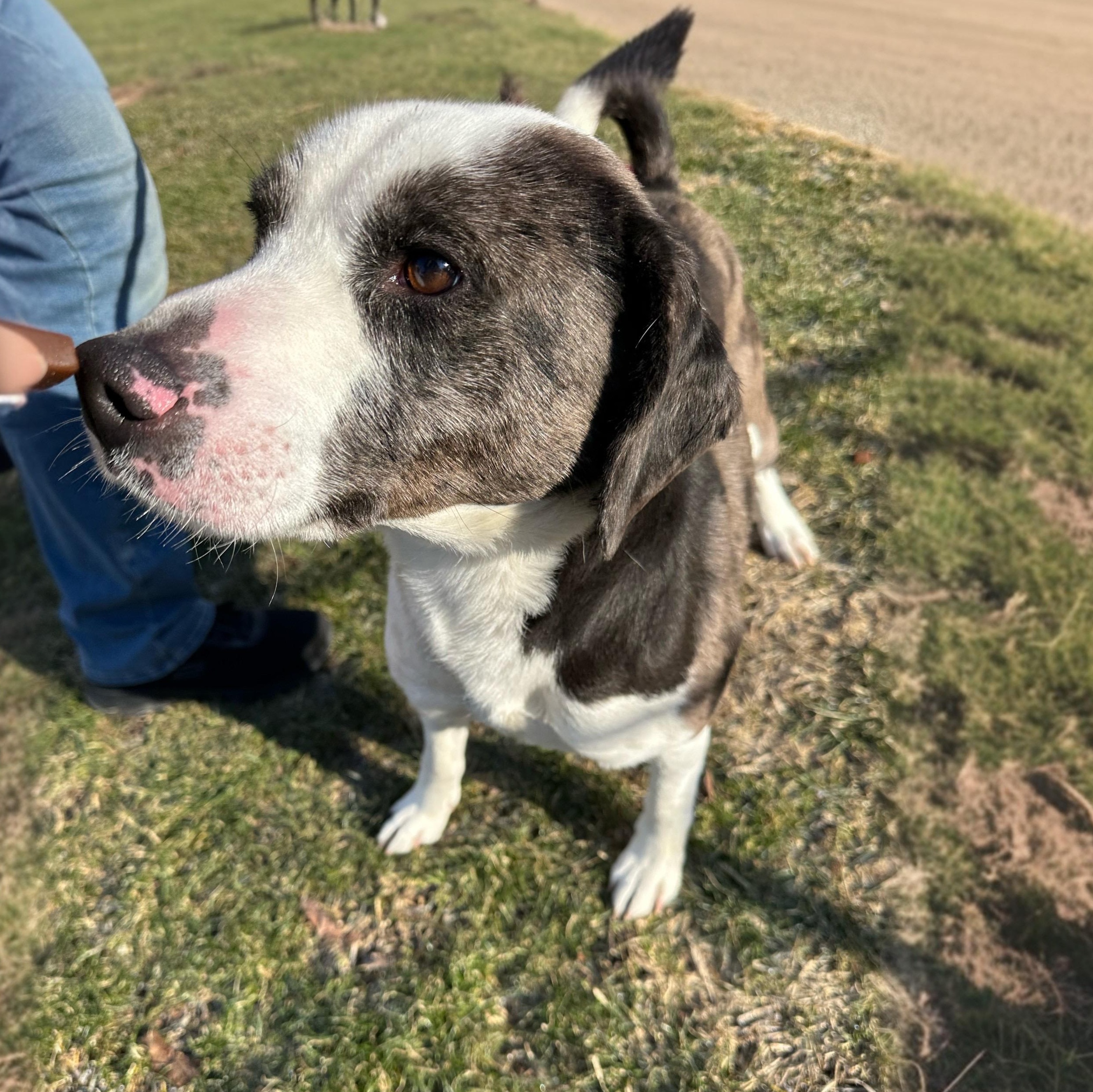 Enlarge Gerald, a Adoptable mixed breed in Latrobe, PA image 3/5
