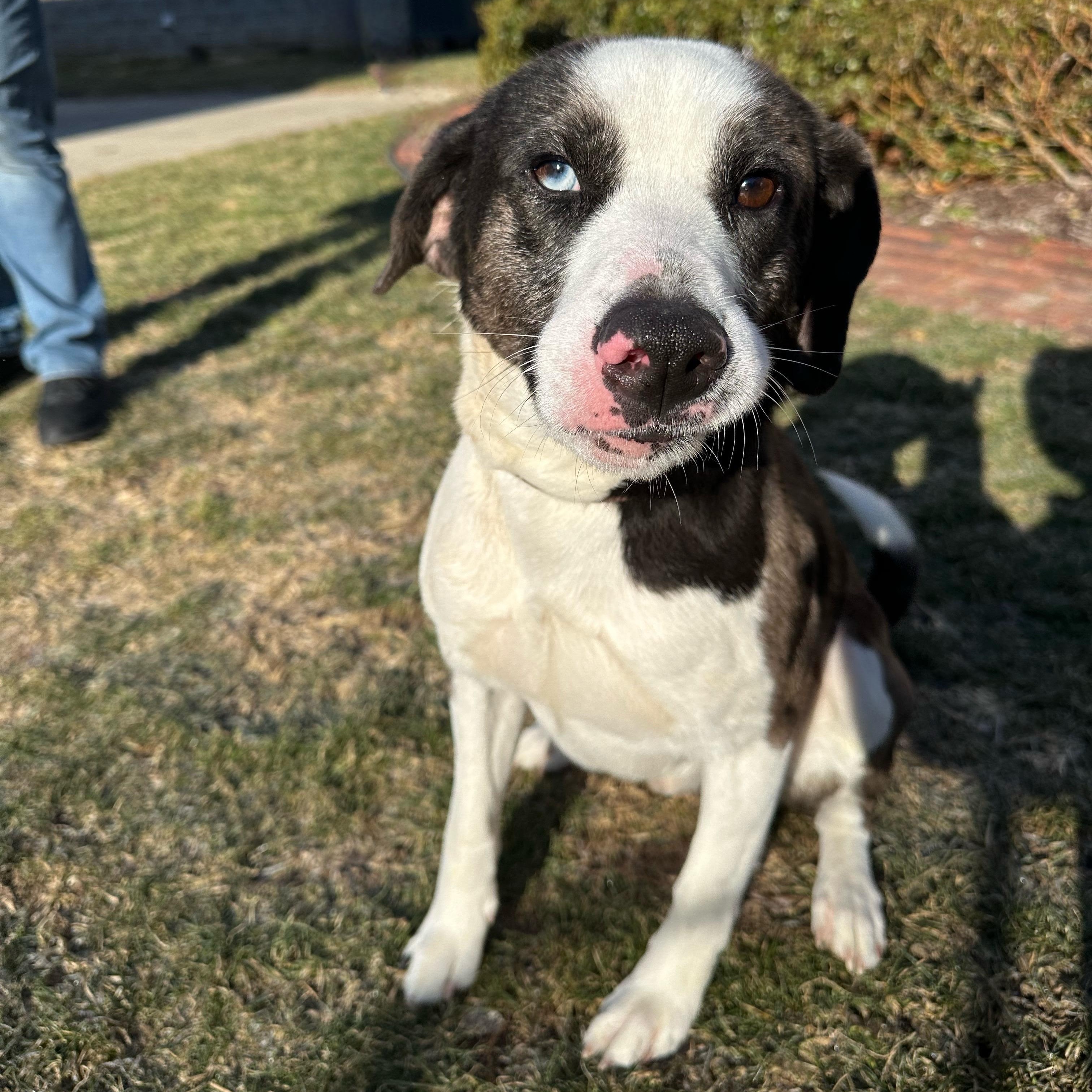 Enlarge Gerald, a Adoptable mixed breed in Latrobe, PA image 2/5