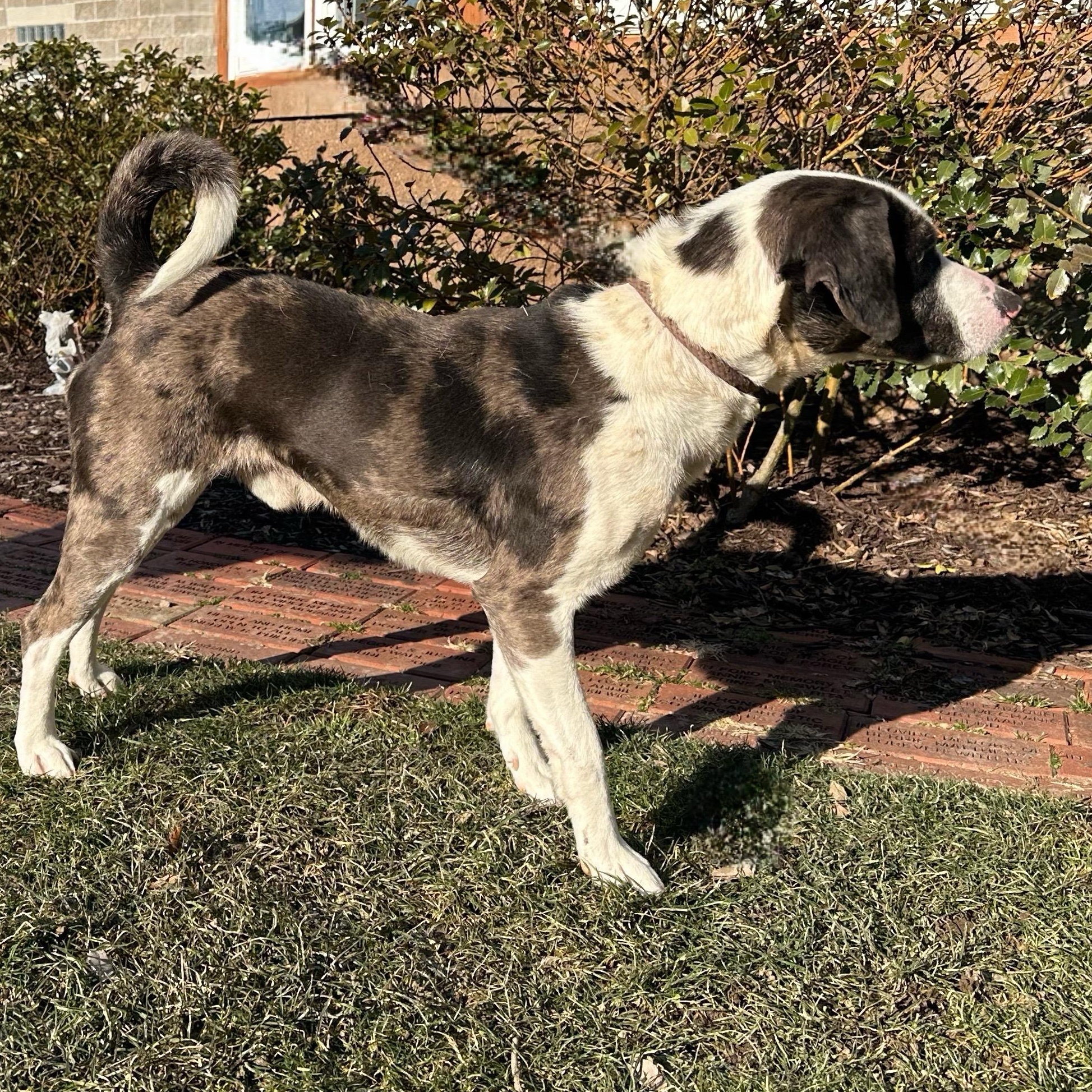 Enlarge Gerald, a Adoptable mixed breed in Latrobe, PA image 5/5