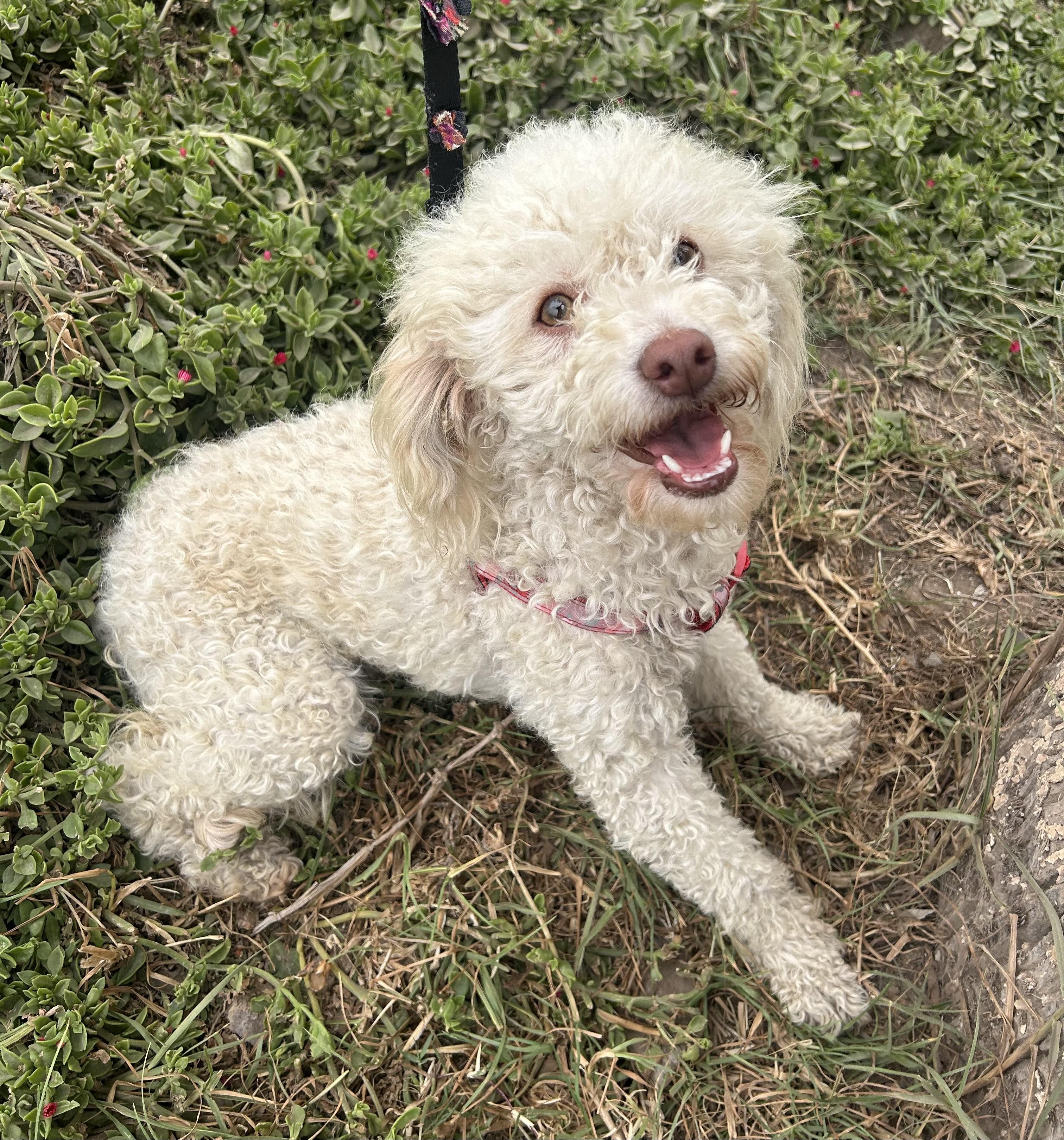 TESSA Poodle Dog