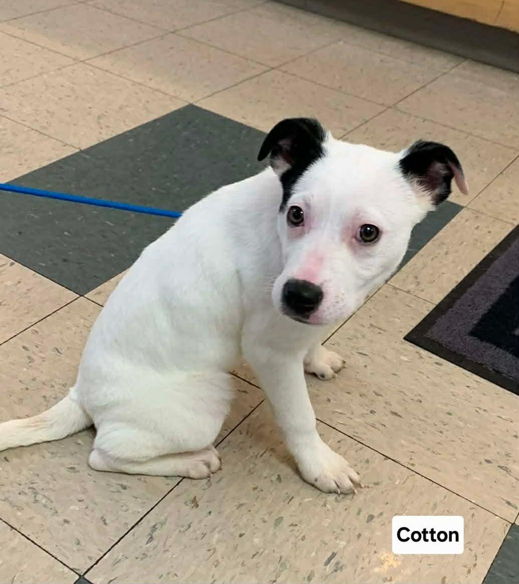 Enlarge Cotton, a ADOPTABLE mixed breed in St. Clairsville, OH image 1/3