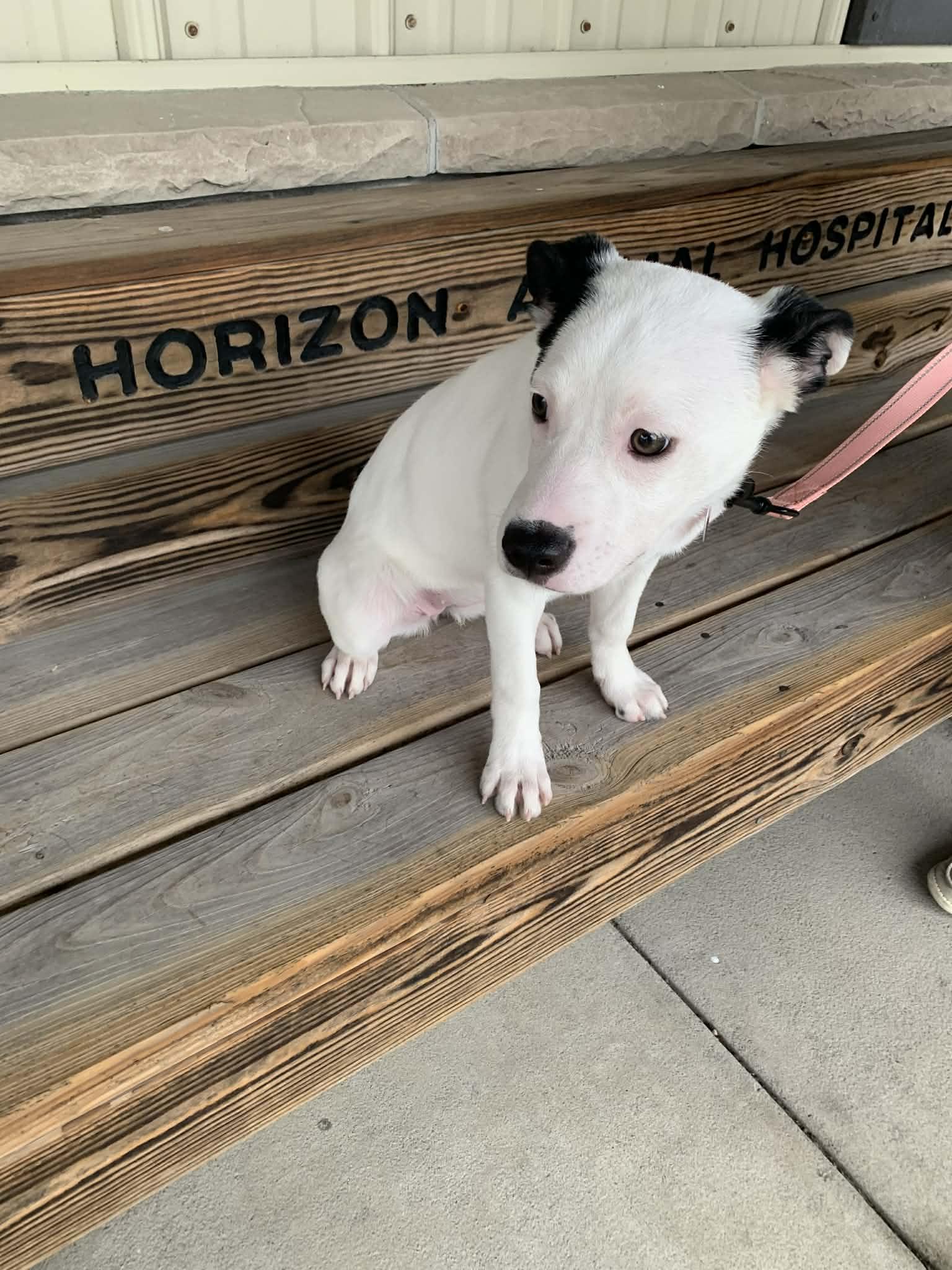 Enlarge Cotton, a ADOPTABLE mixed breed in St. Clairsville, OH image 6/6