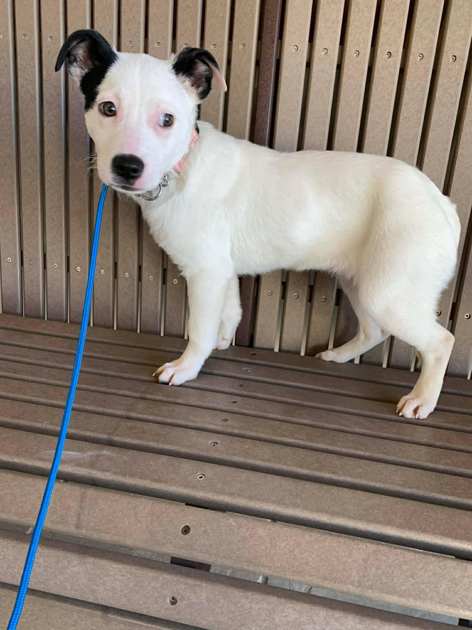 Enlarge Cotton, a ADOPTABLE mixed breed in St. Clairsville, OH image 3/3