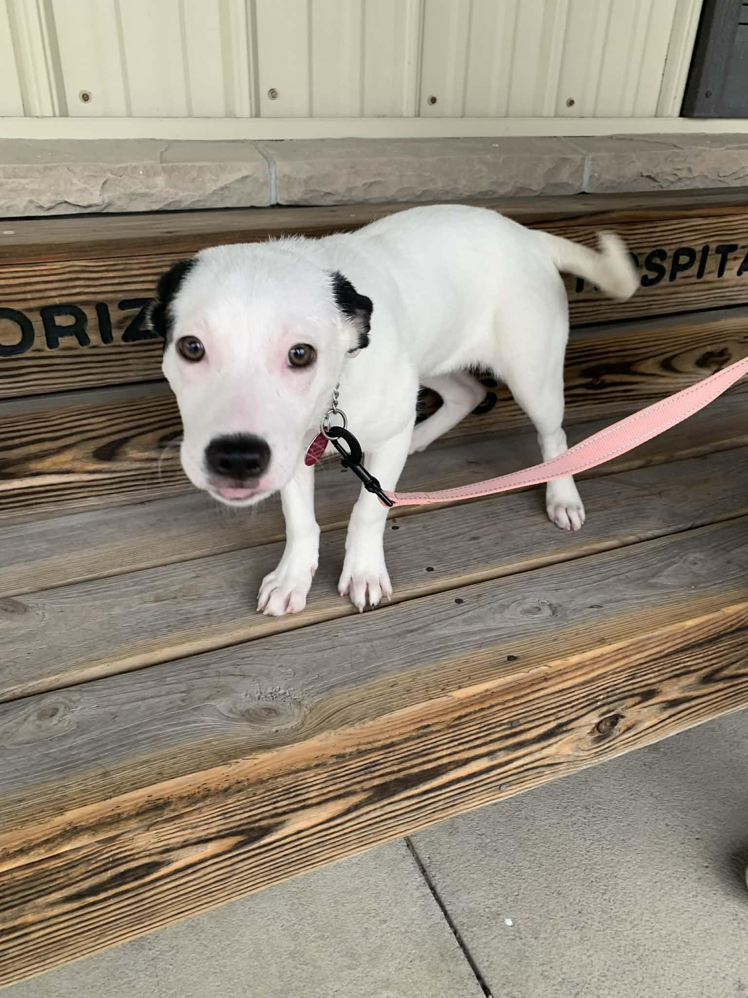 Enlarge Cotton, a ADOPTABLE mixed breed in St. Clairsville, OH image 5/6