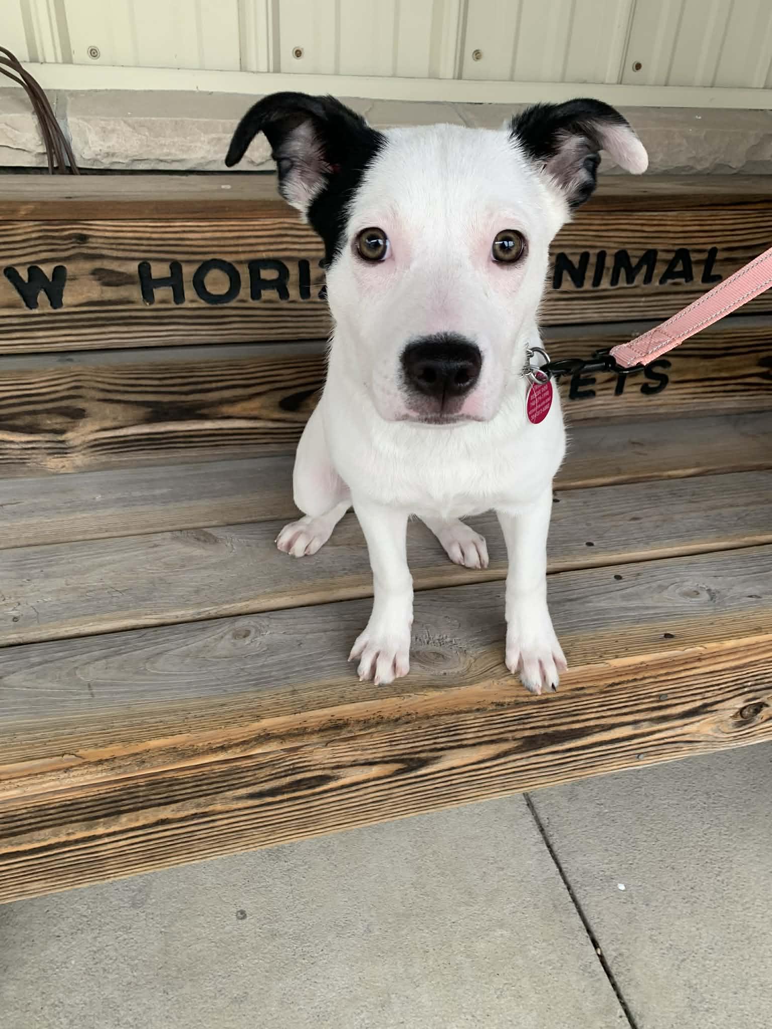 Cotton, ADOPTABLE, Puppy Female Australian Cattle Dog / Blue Heeler.