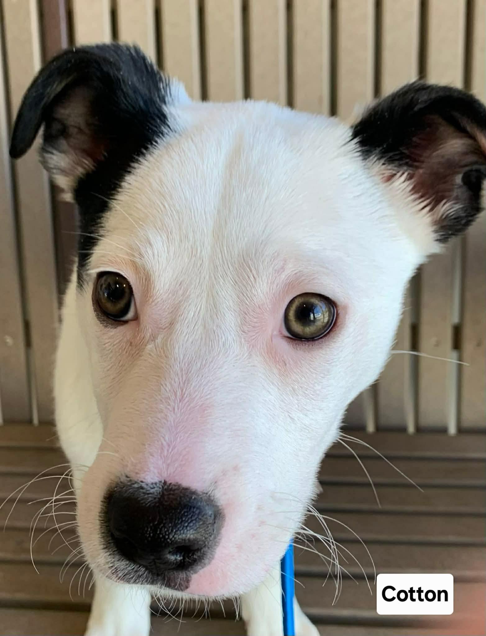 Enlarge Cotton, a ADOPTABLE mixed breed in St. Clairsville, OH image 2/3