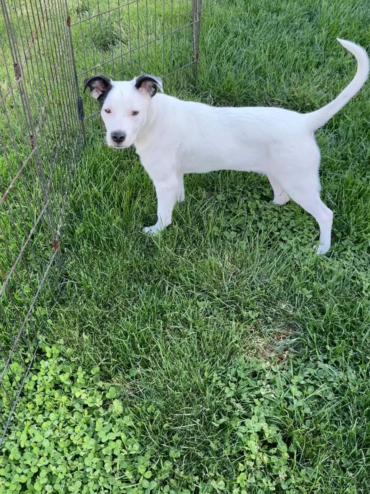 Enlarge Cotton, an adoptable mixed breed in St. Clairsville, OH image 1/6