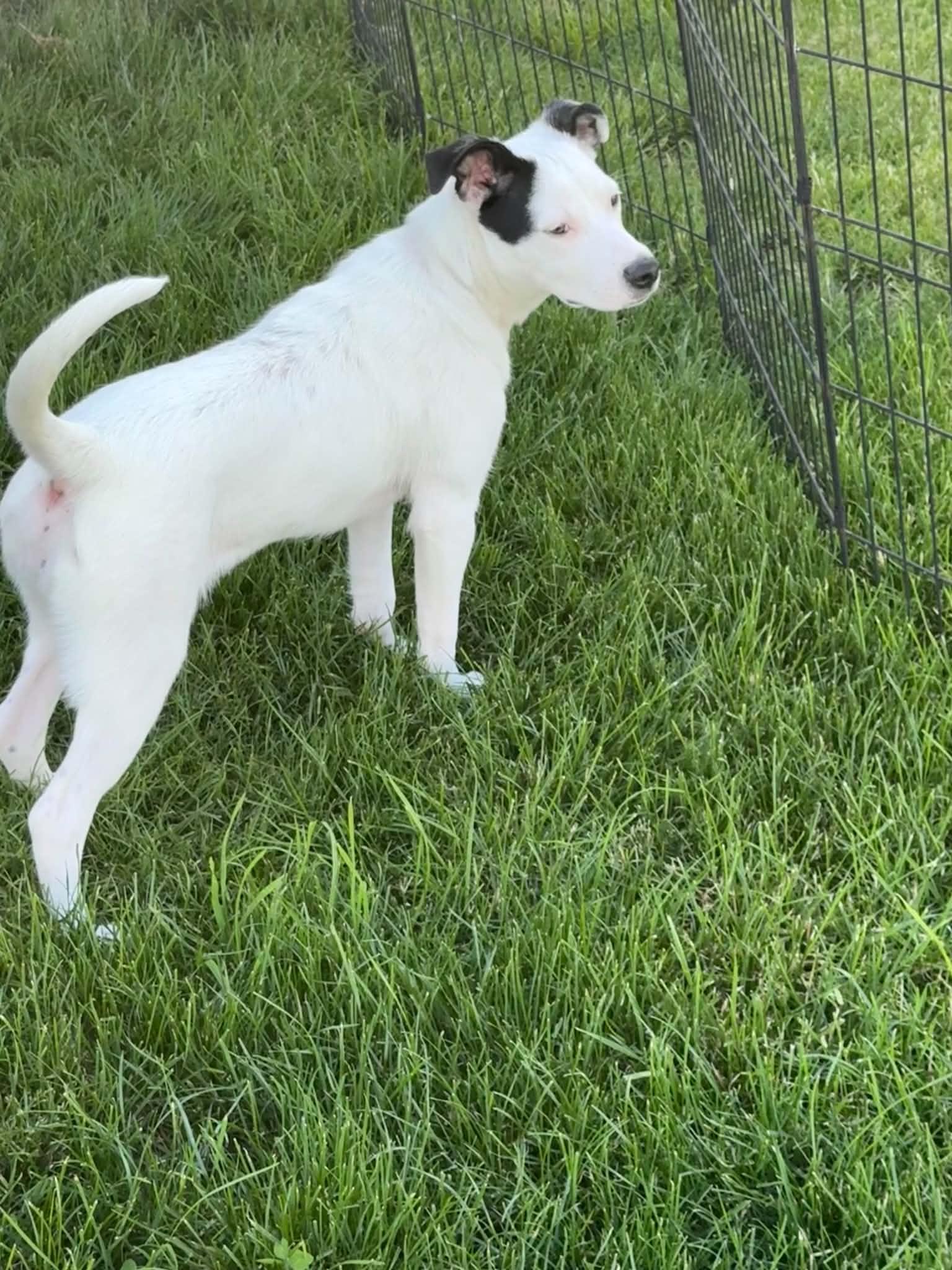 Enlarge Cotton, an adoptable mixed breed in St. Clairsville, OH image 6/6